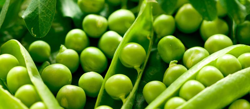 Початки качественной кукурузы на фоне зеленого поля