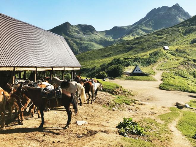лошади на перевале Пыв Абхазия