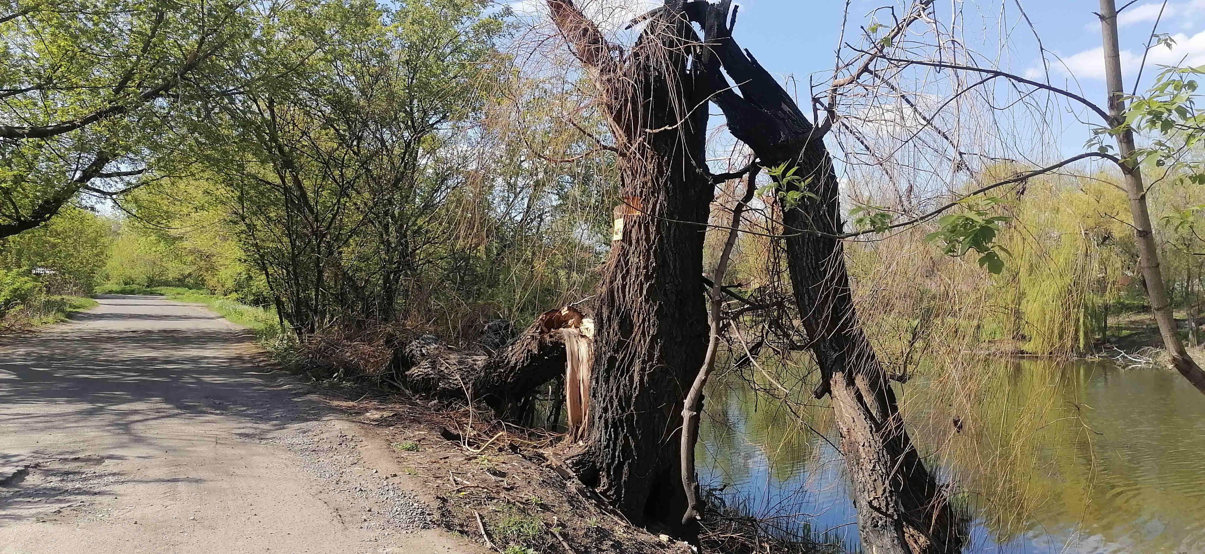 Дерево Ива на берегу ставка