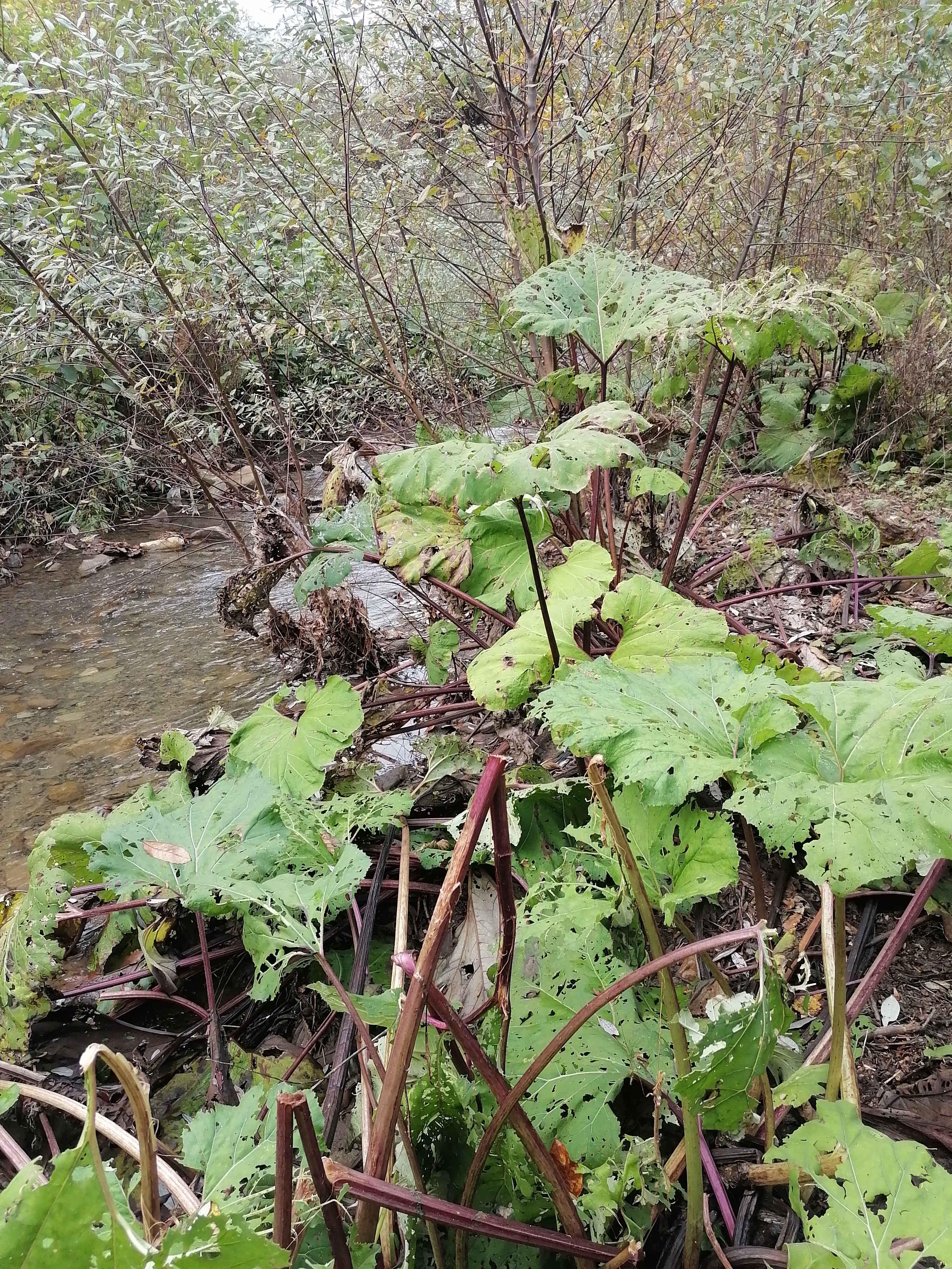 Река Каланка (Чилипси)