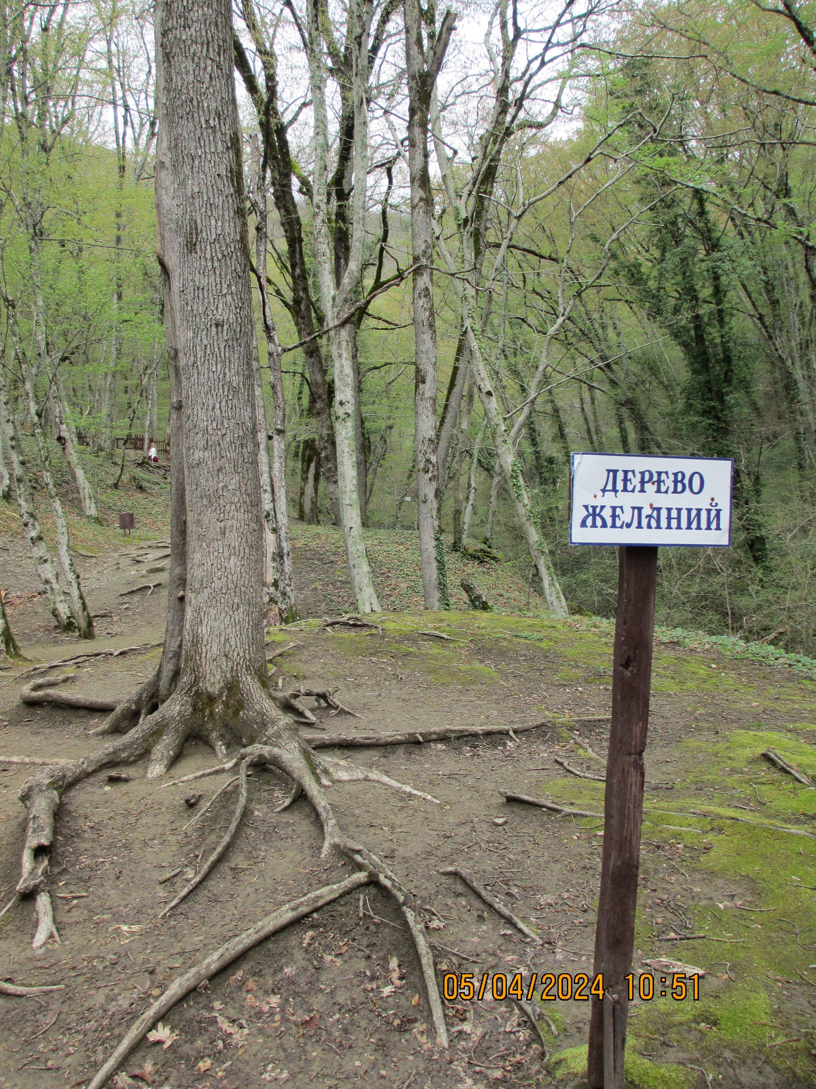 Дерево желаний на Тешебских водопадах