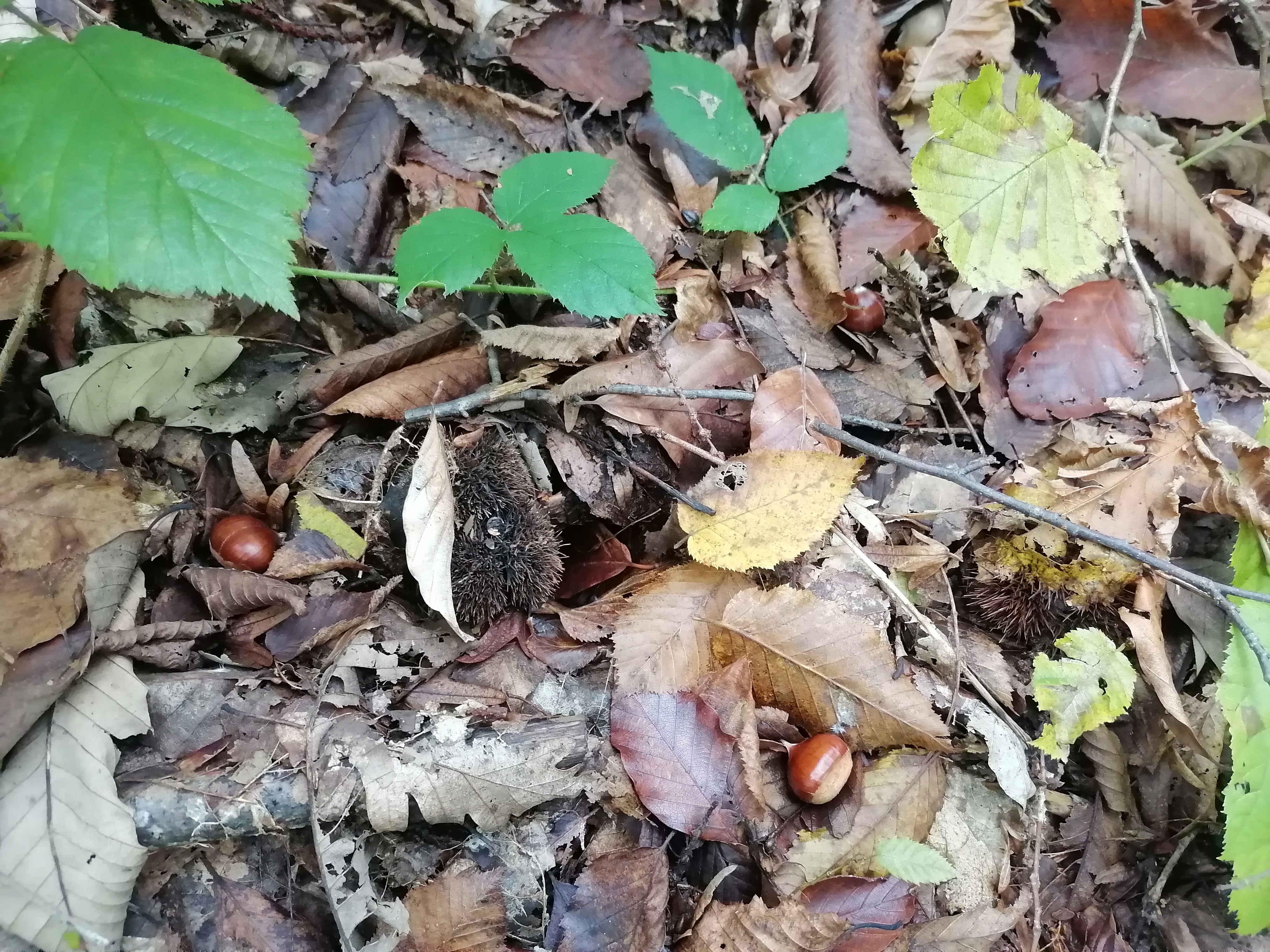 Дары осеннего леса, каштаны съедобные