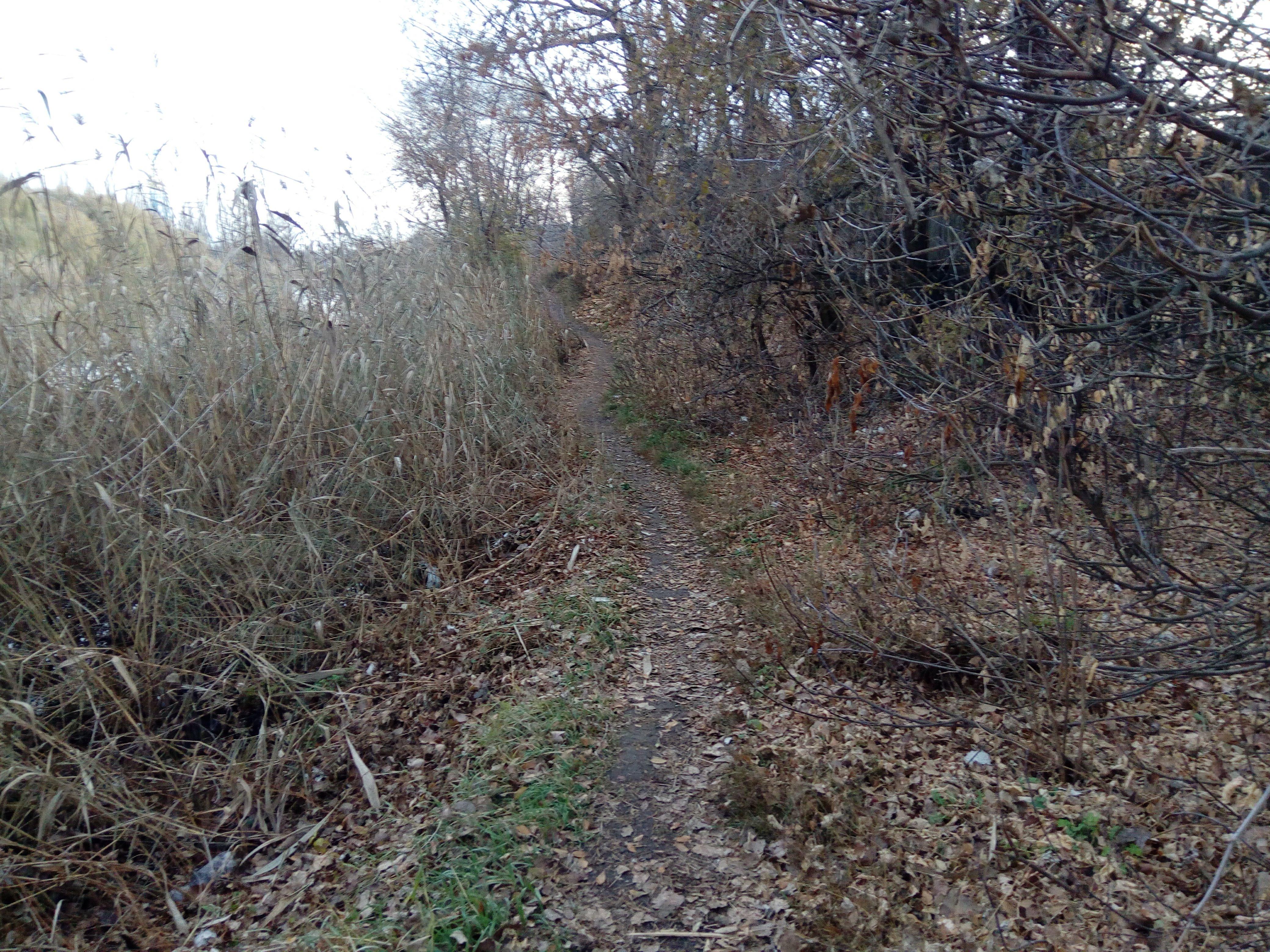 Тропинка у заводи Лиса (Игоря)