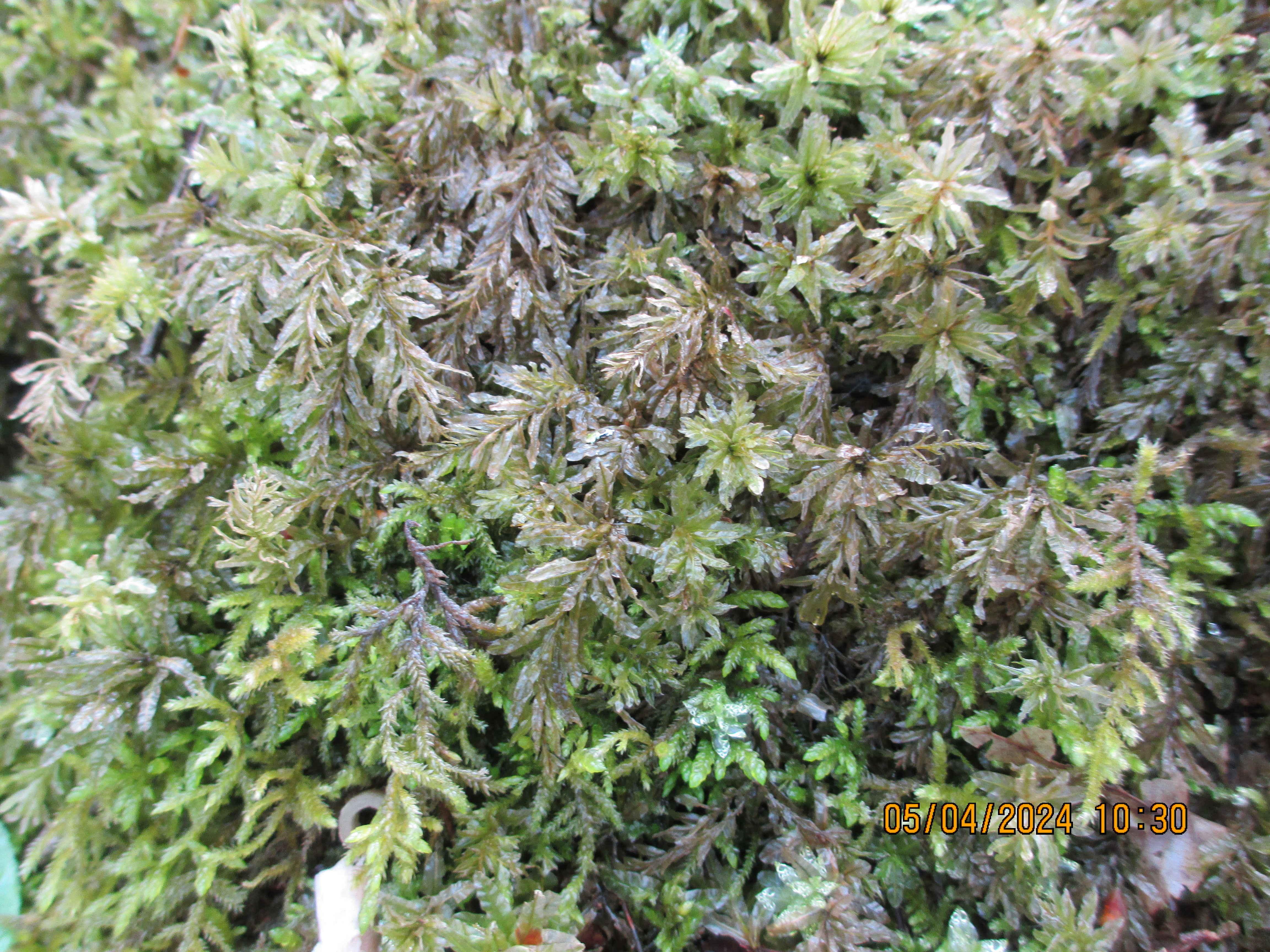 Hylocomium splendens Мох семейства Гилокомиевых