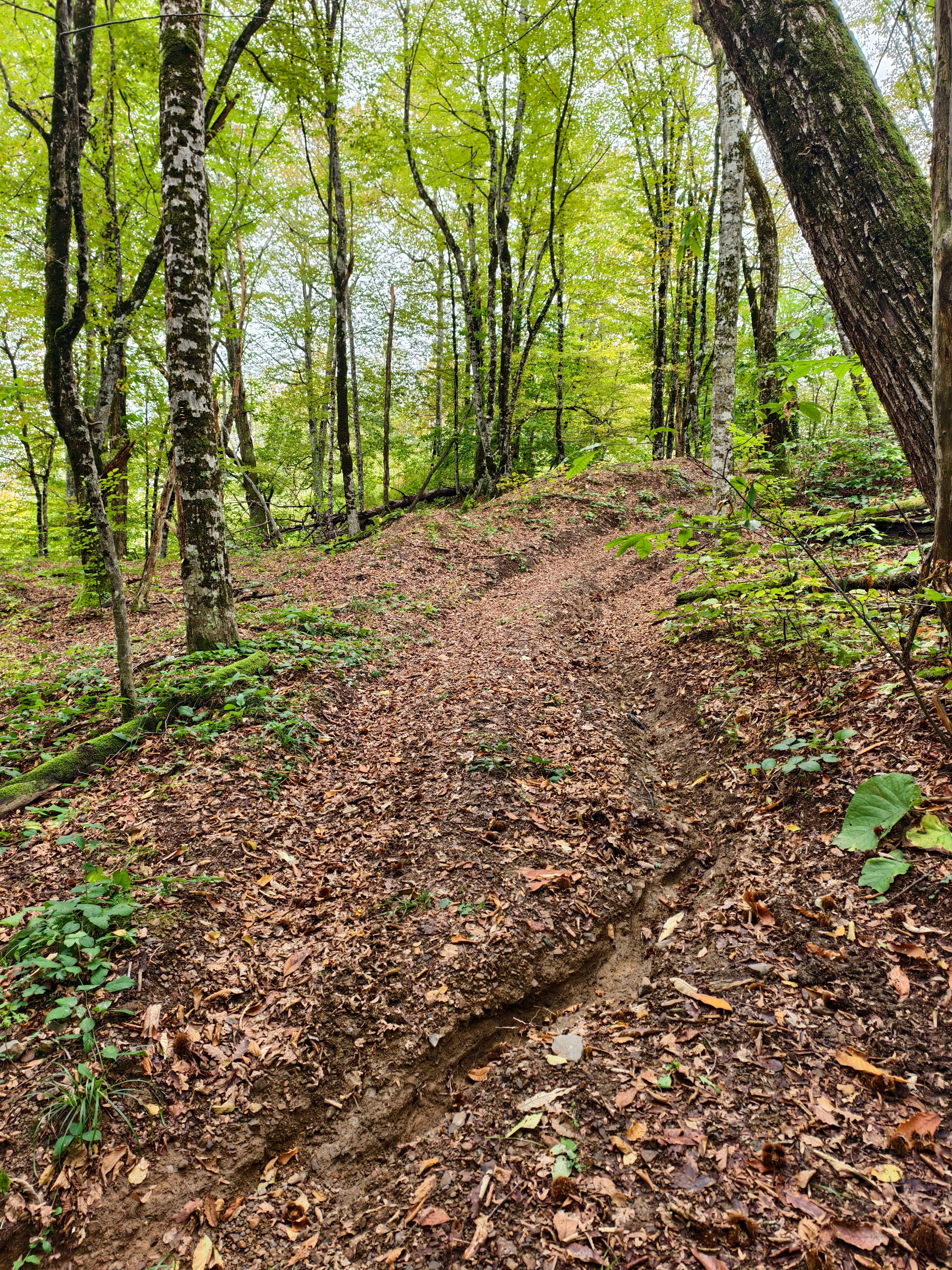Дорога на гору Лысая