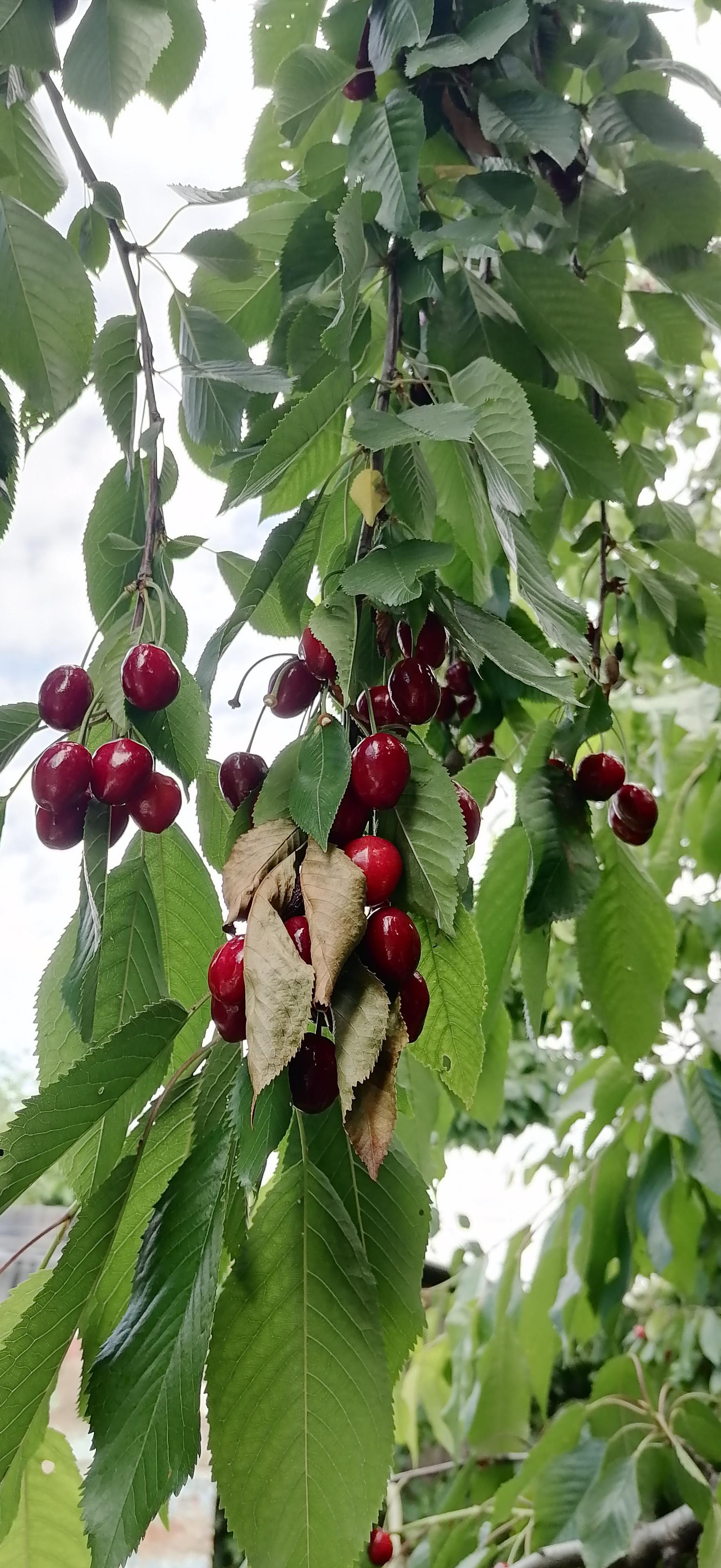 Черешня сорт Дайбера, на нашем огороде