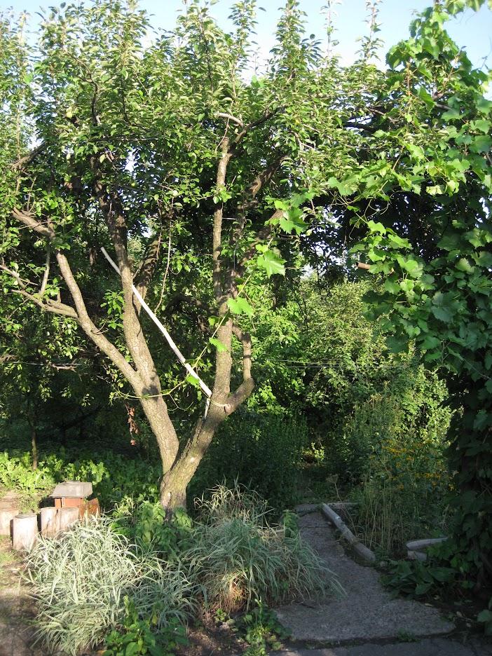 та самая груша (дерево) левее которого была беседка