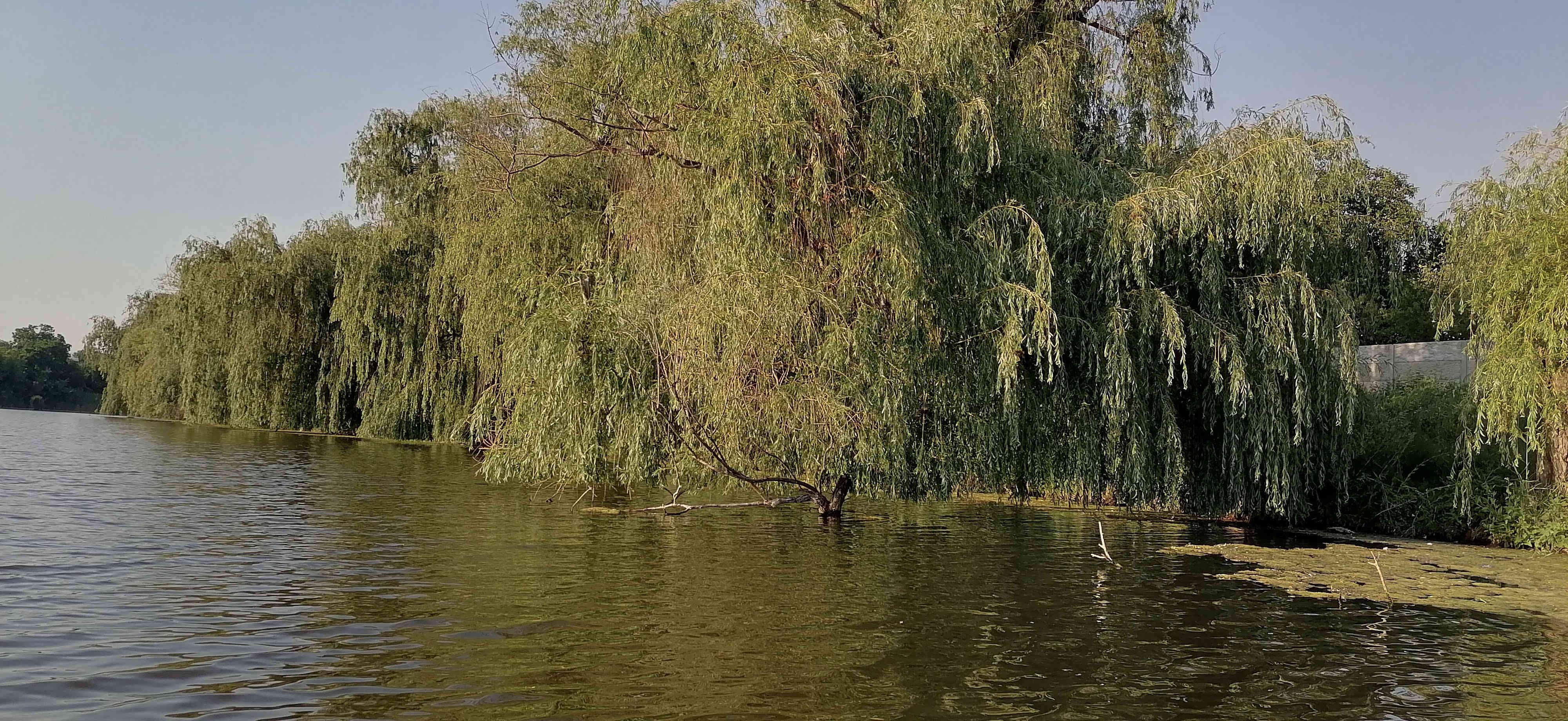 Плакучие ивы на берегу бывшего центрального пляжа Ветковского ставка