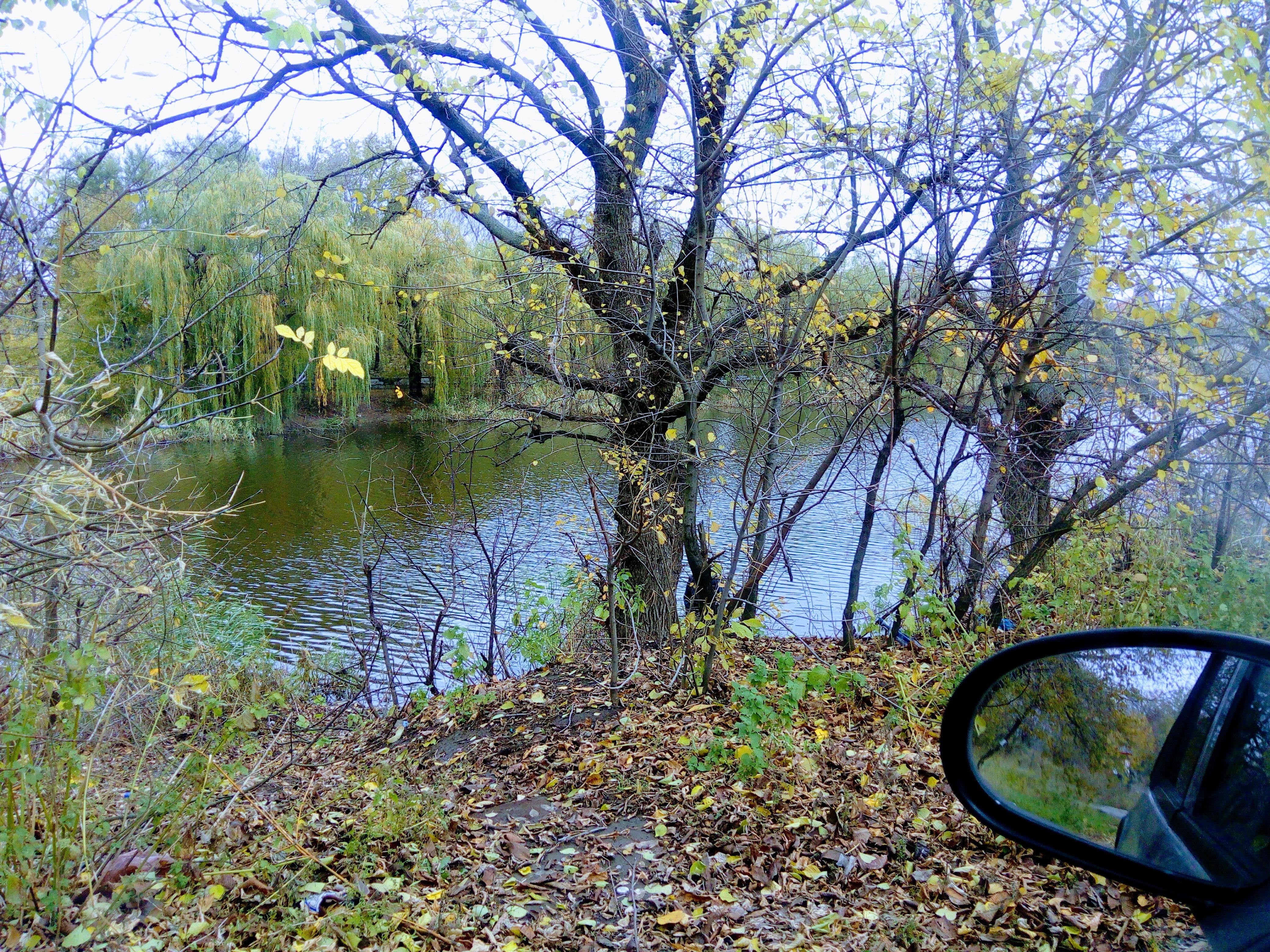 Ноябрь 2017, западная часть Ветковского ставка, вид на противоположный берег от моего двора