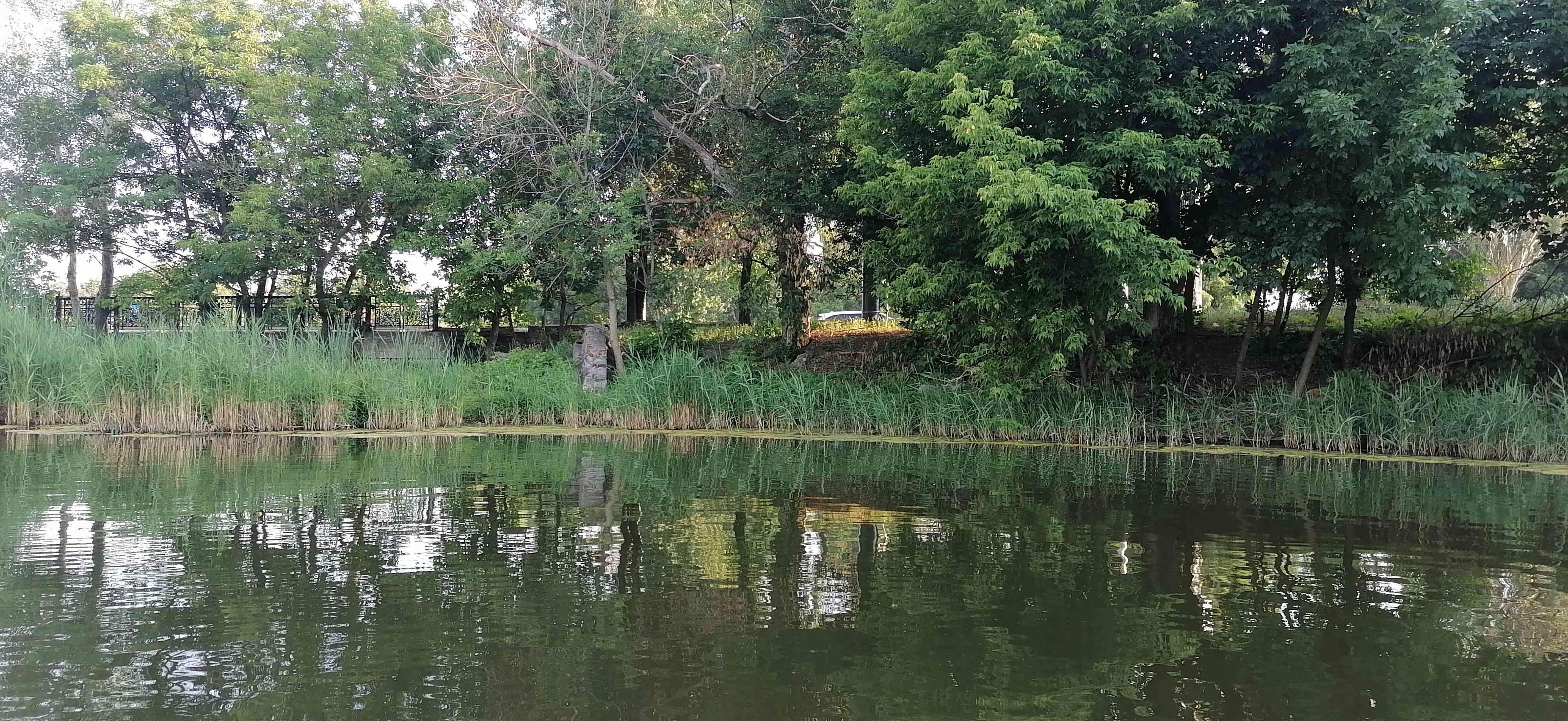 Вид на берег по ул. Артёма, и развалины бетонного тоннеля для стока воды в Новый Ветковский ставок