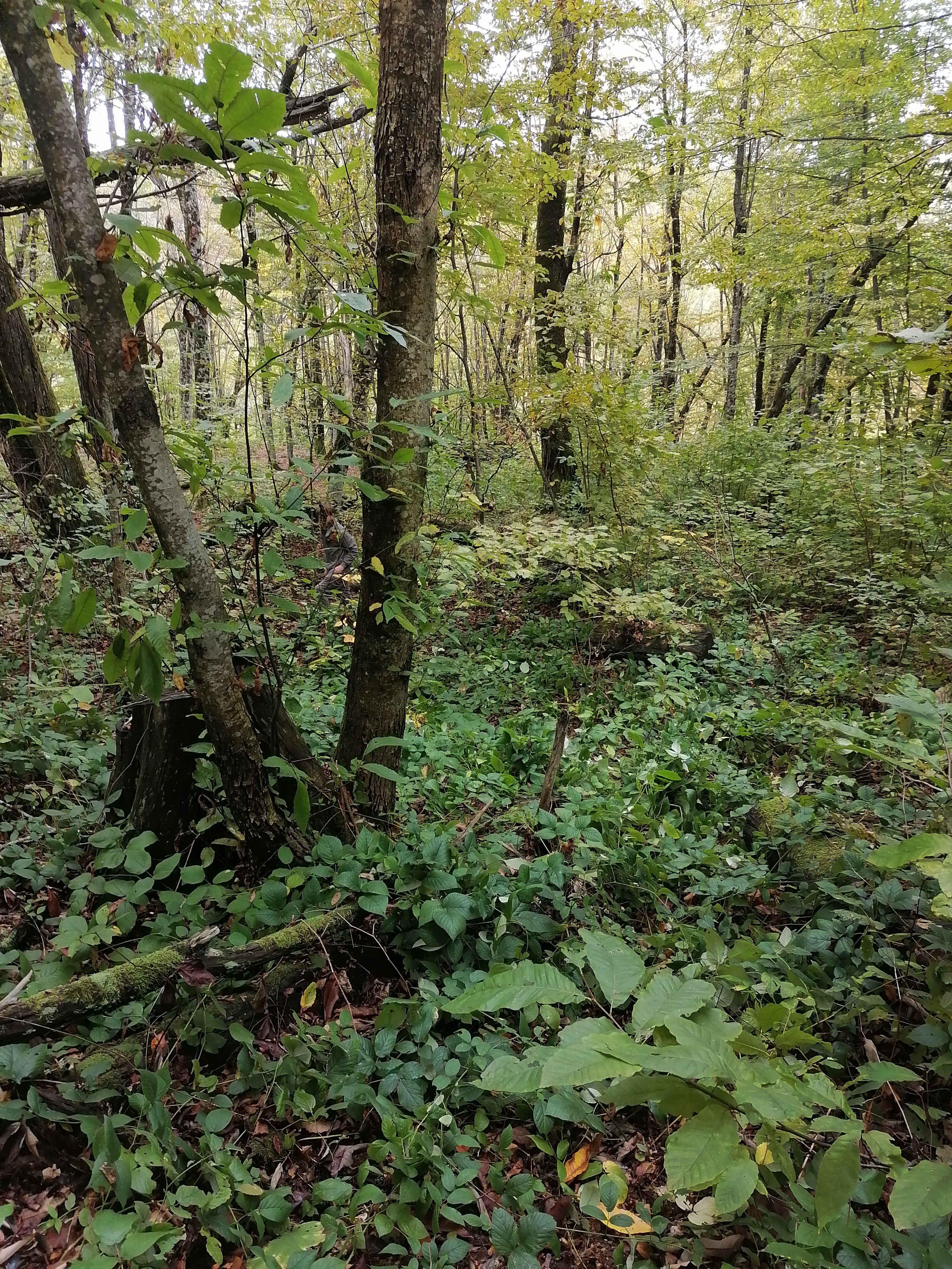 Осенний каштановый лес