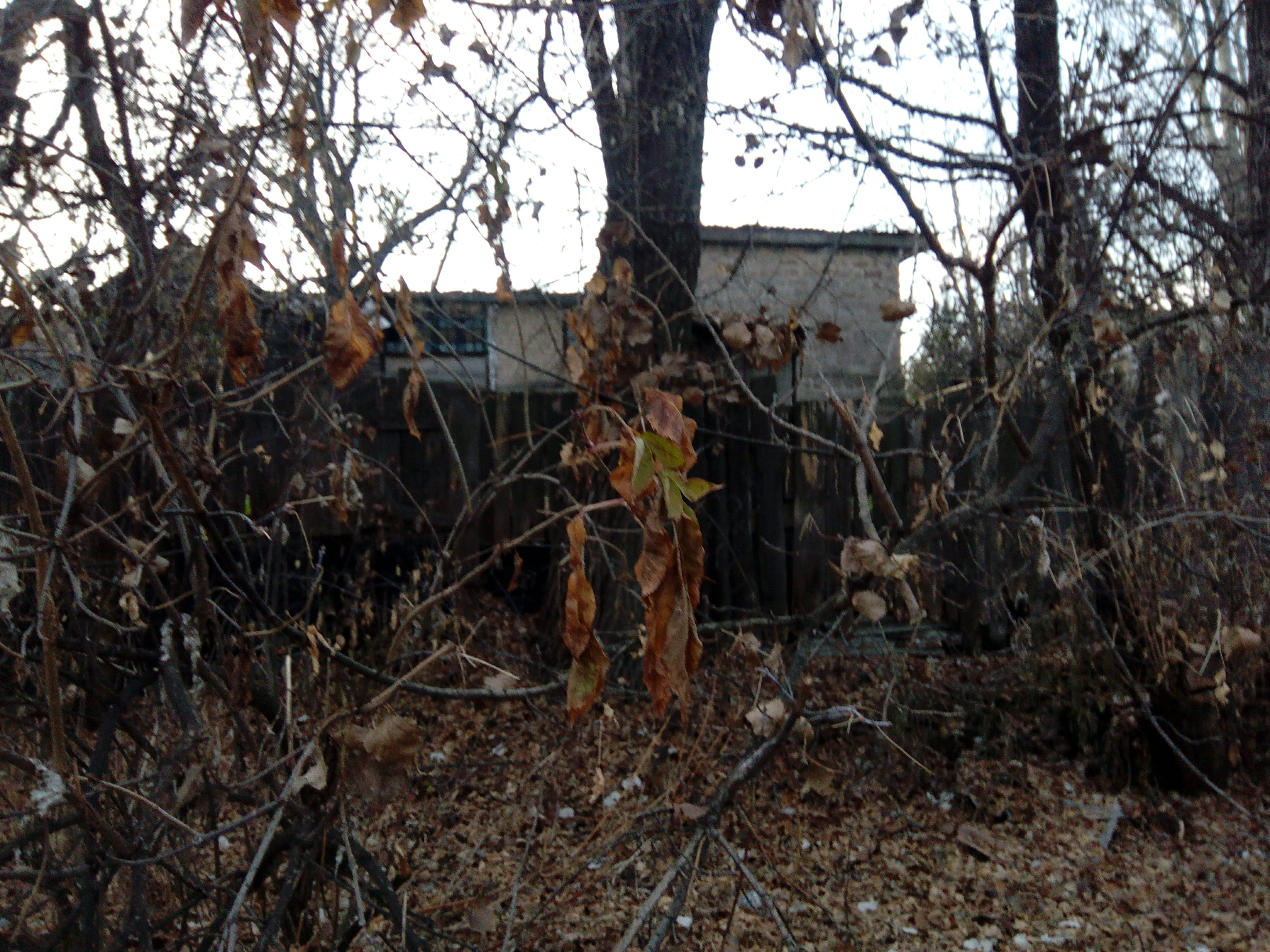 Забор участка Лиса (Игоря)