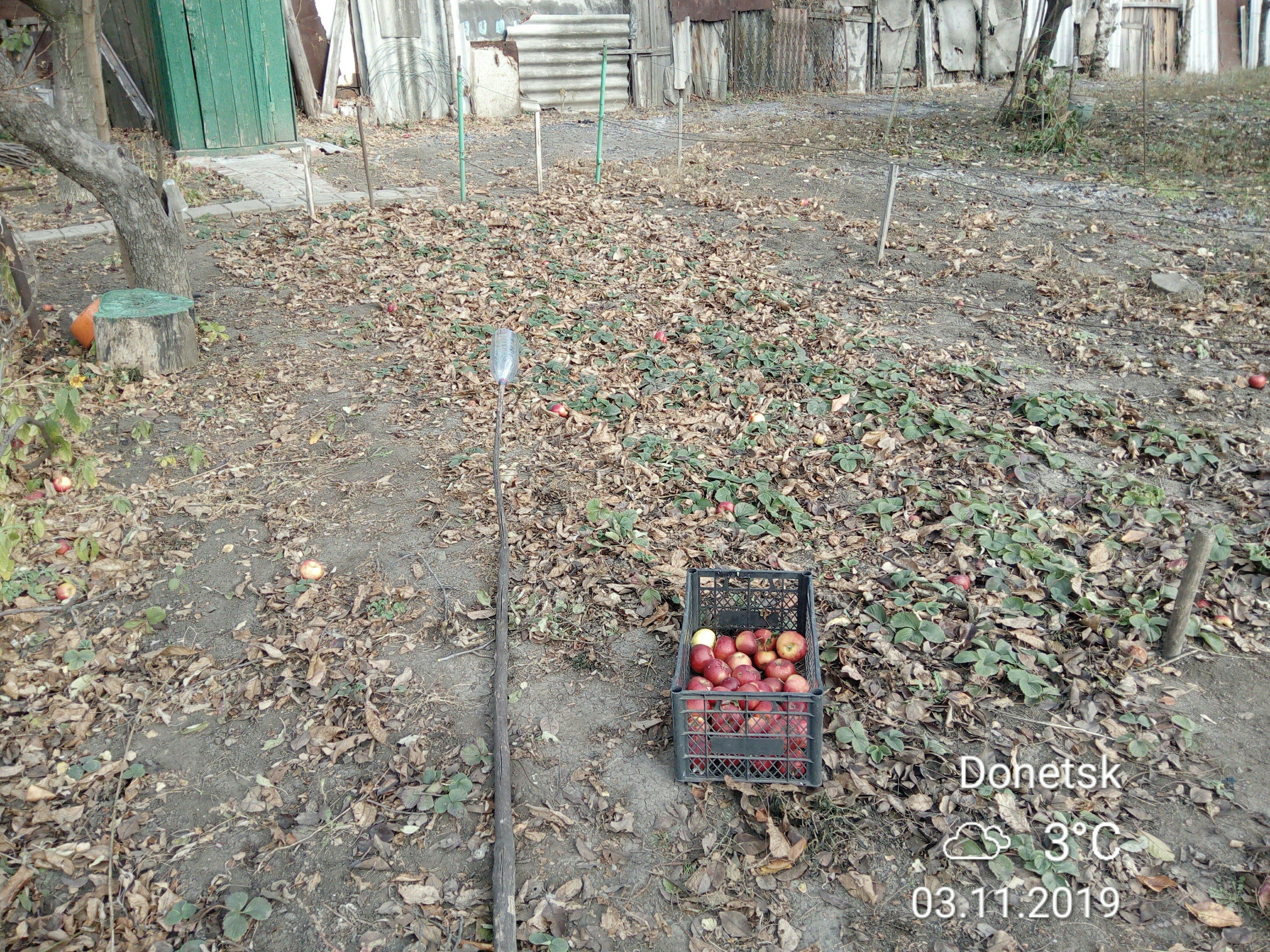 Яблоки сорта "Джонатан", вид от бывшей беседки на спортивную площадку (где были качели и канат)