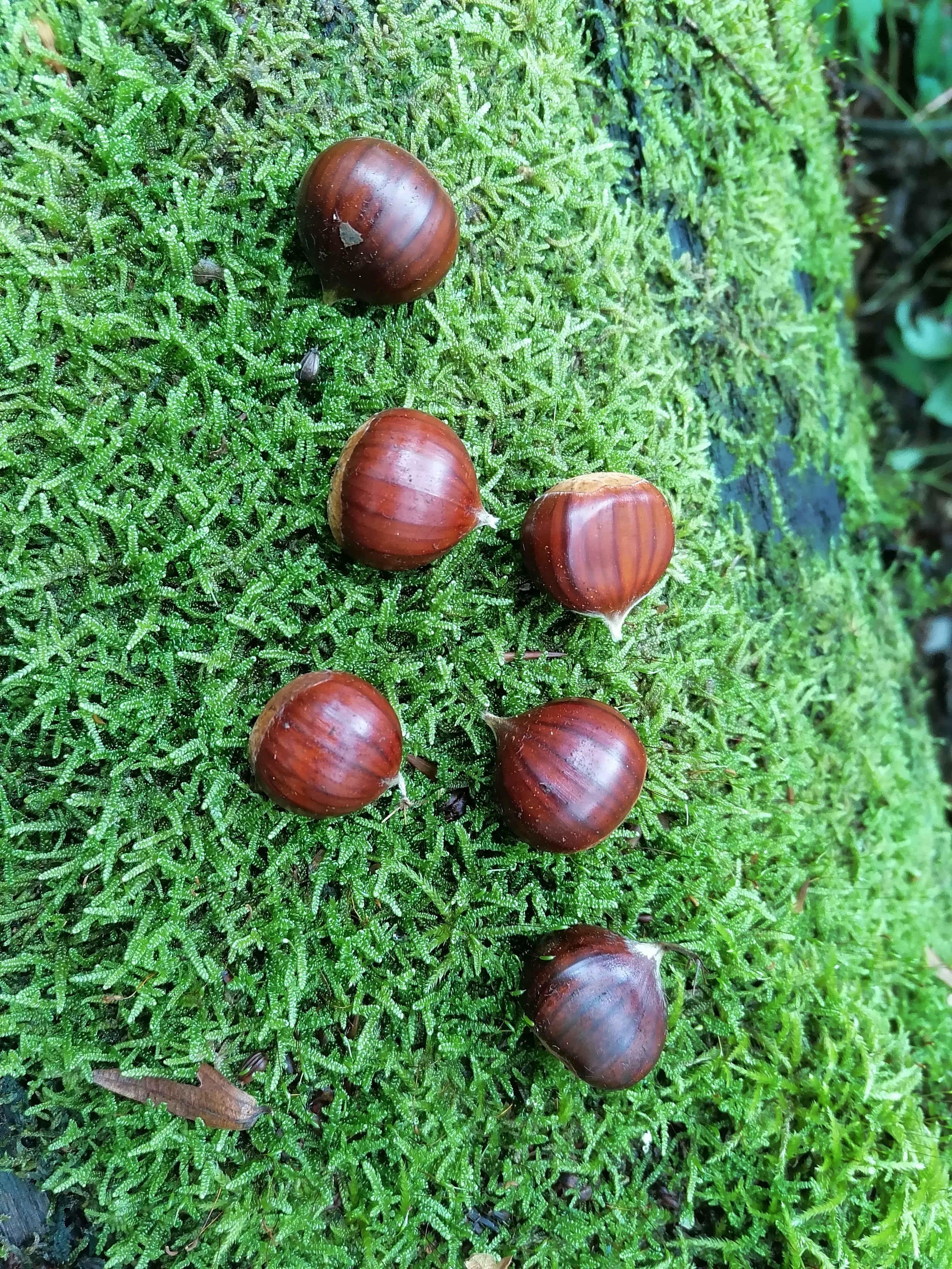 Дары природы, каштаны