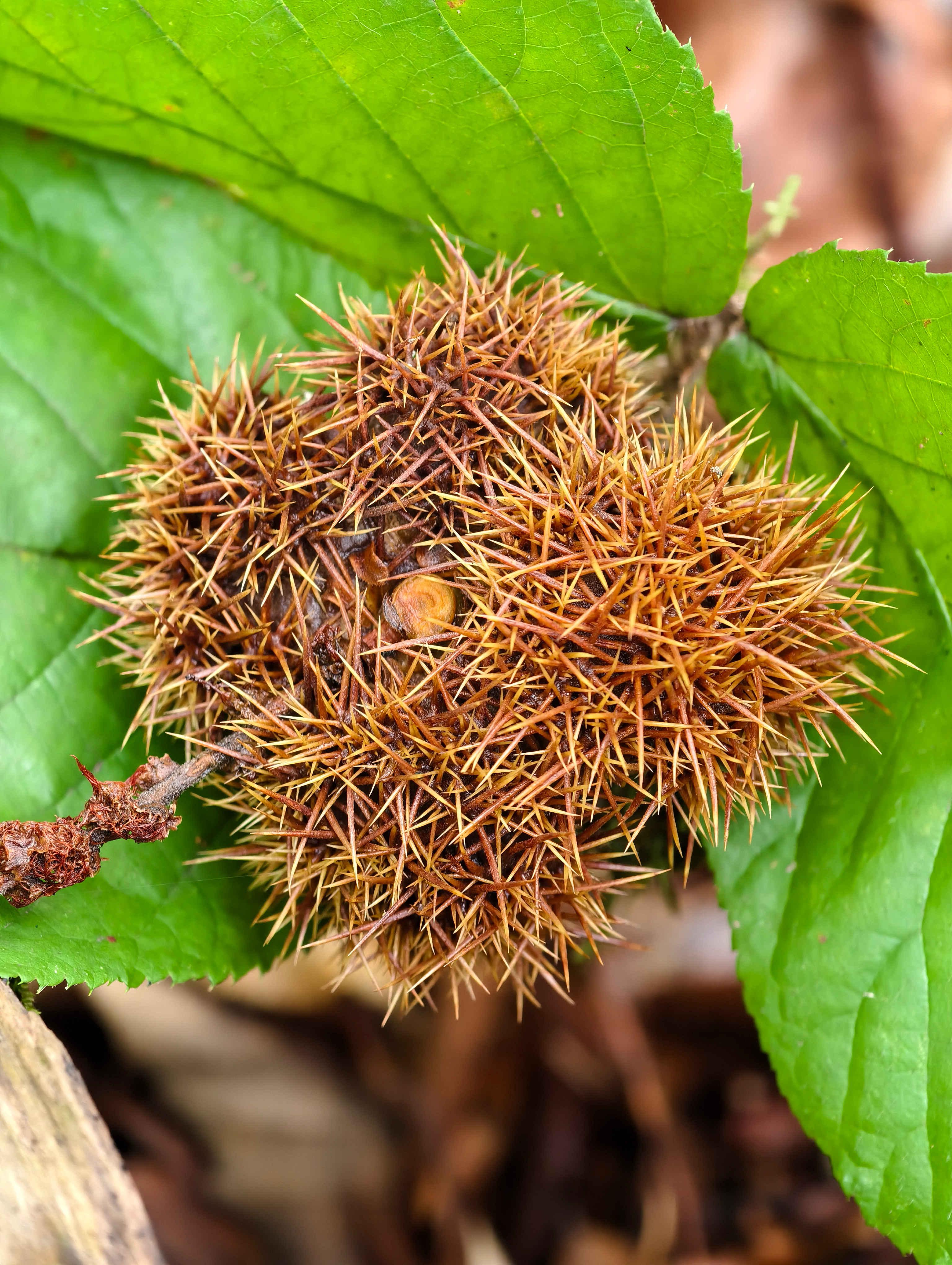 Ёжик каштана съедобного