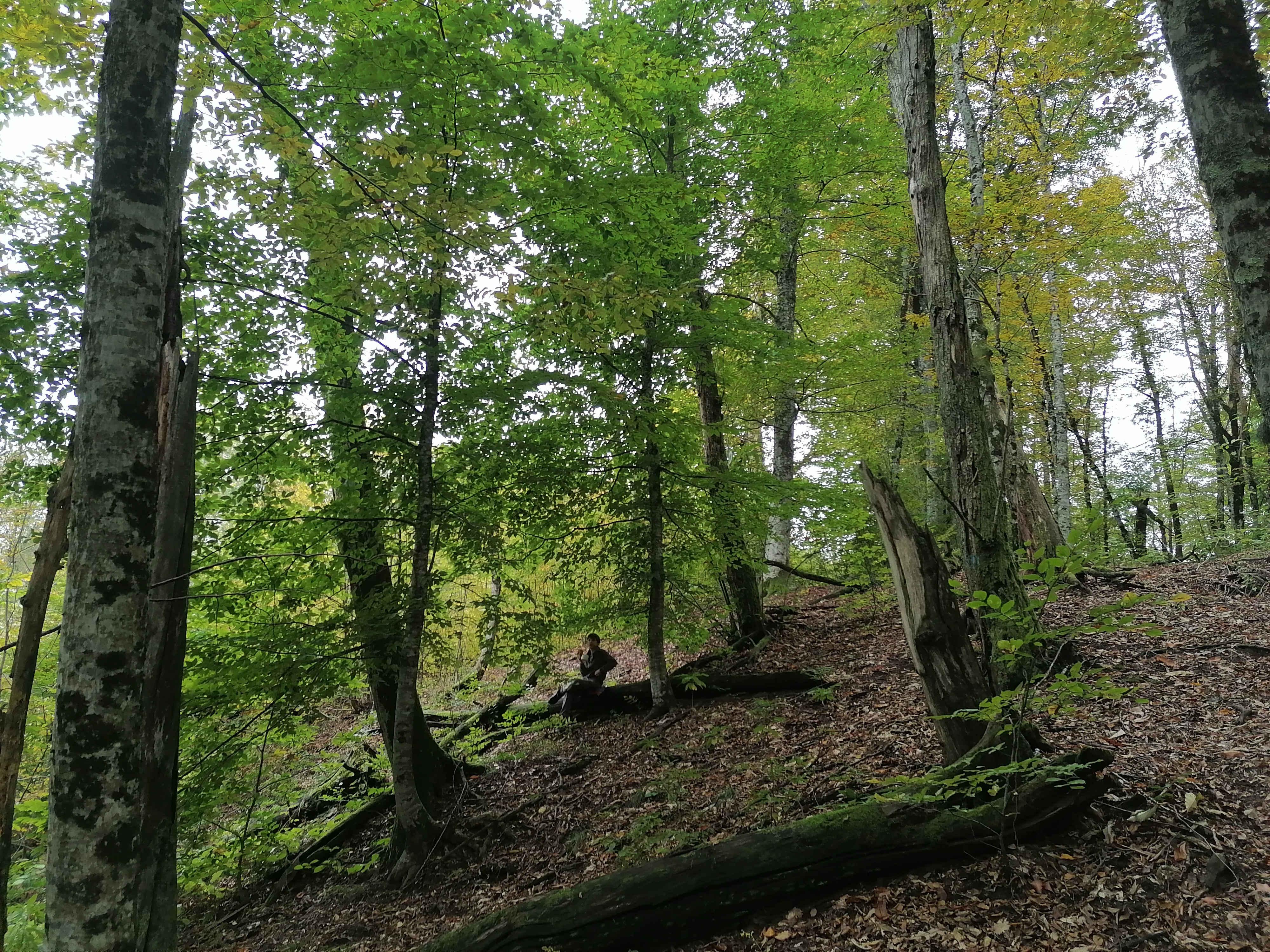 Каштановый лес