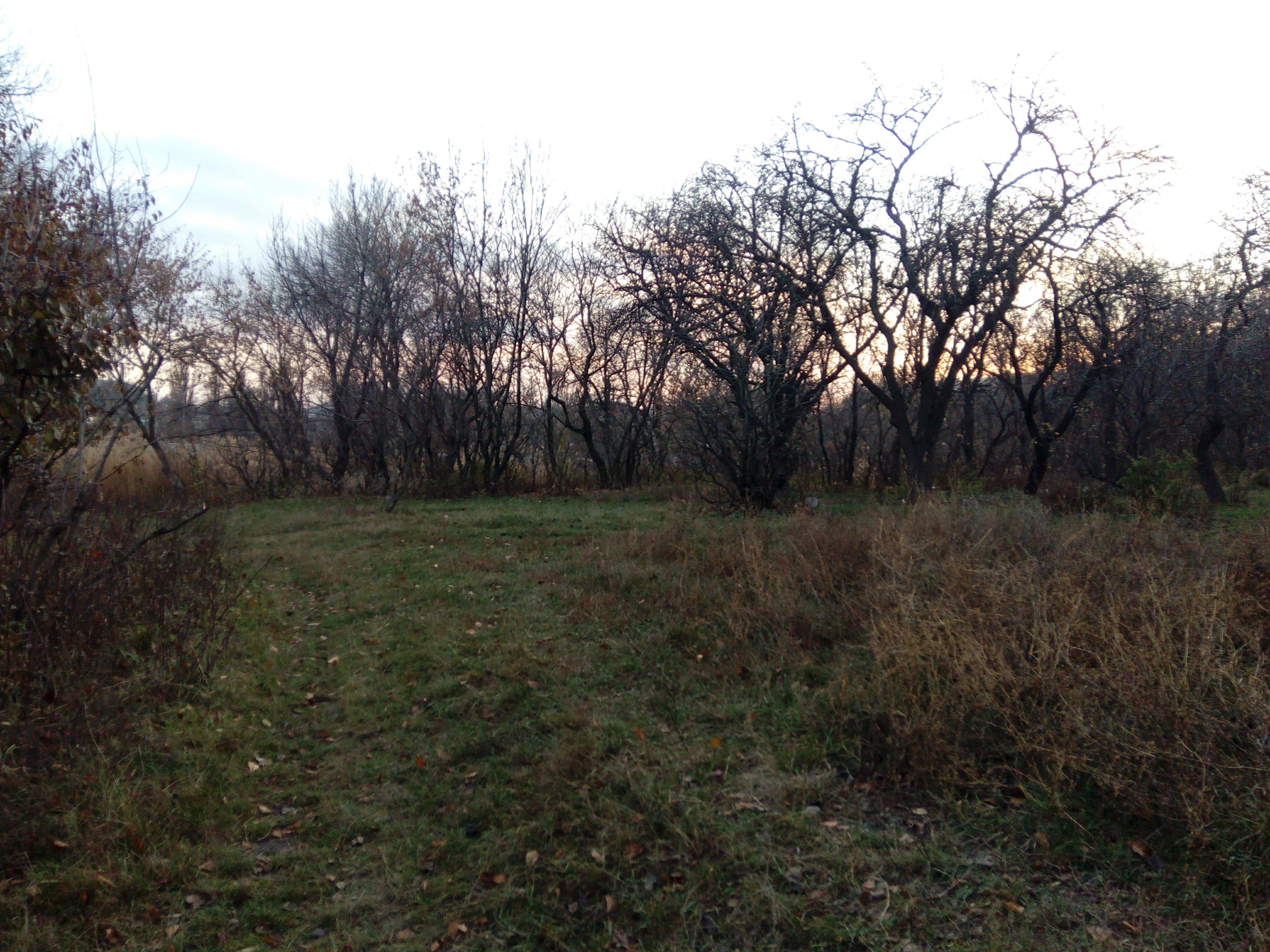 Фруктовый сад (или просто сад на Ветковском ставке)