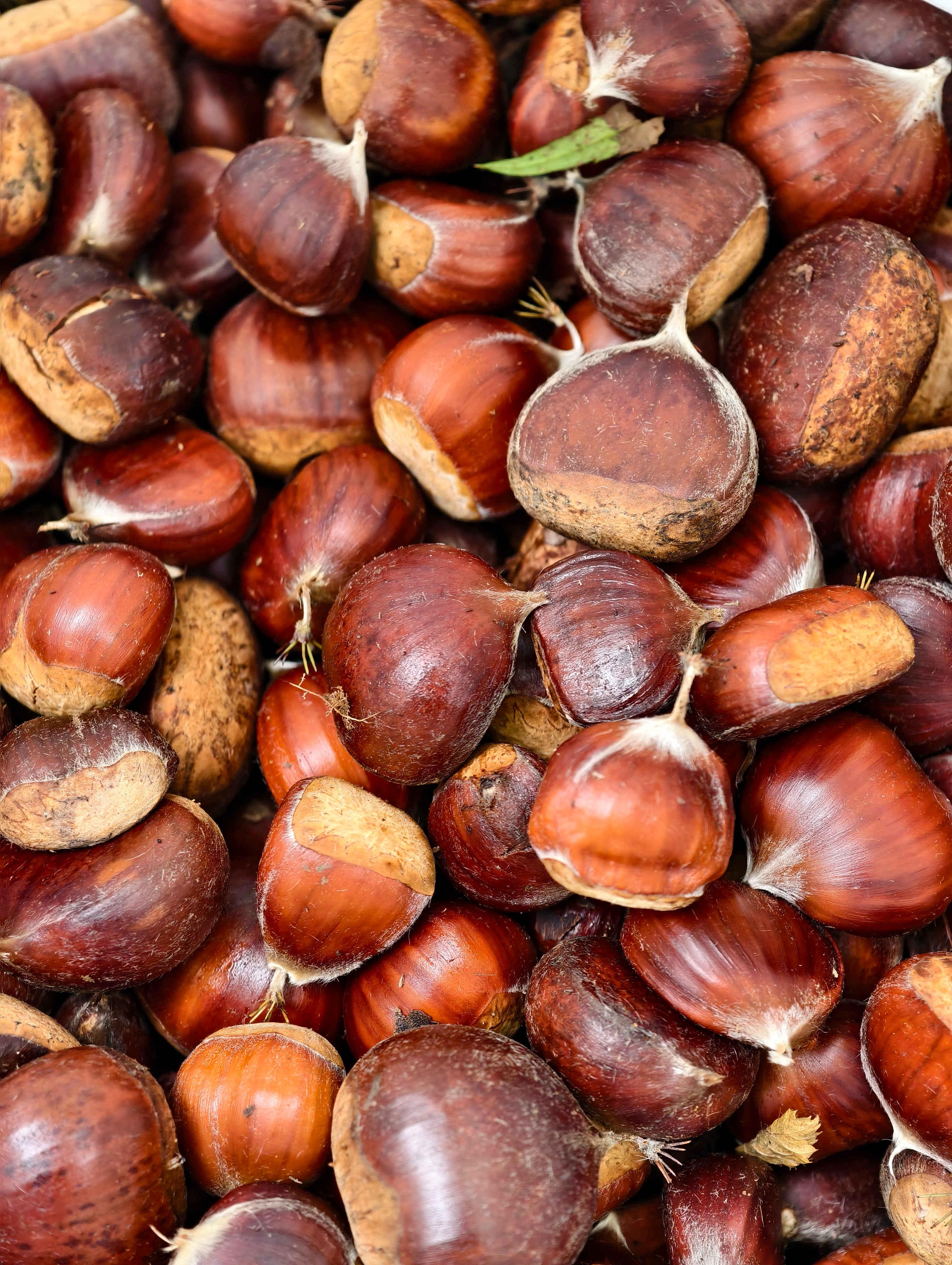 Наш урожай каштанов