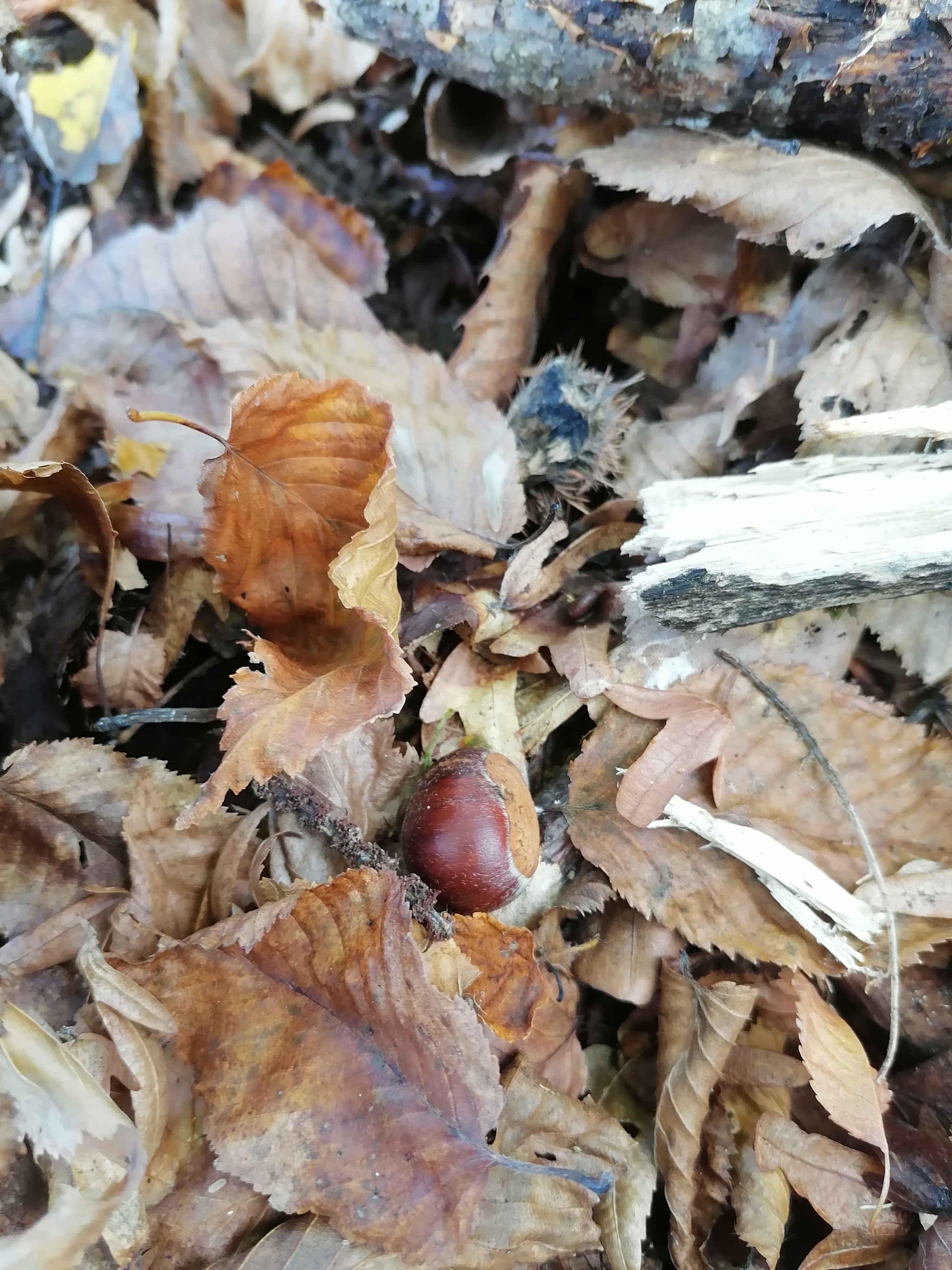 Каштан есть, но очень очень мало