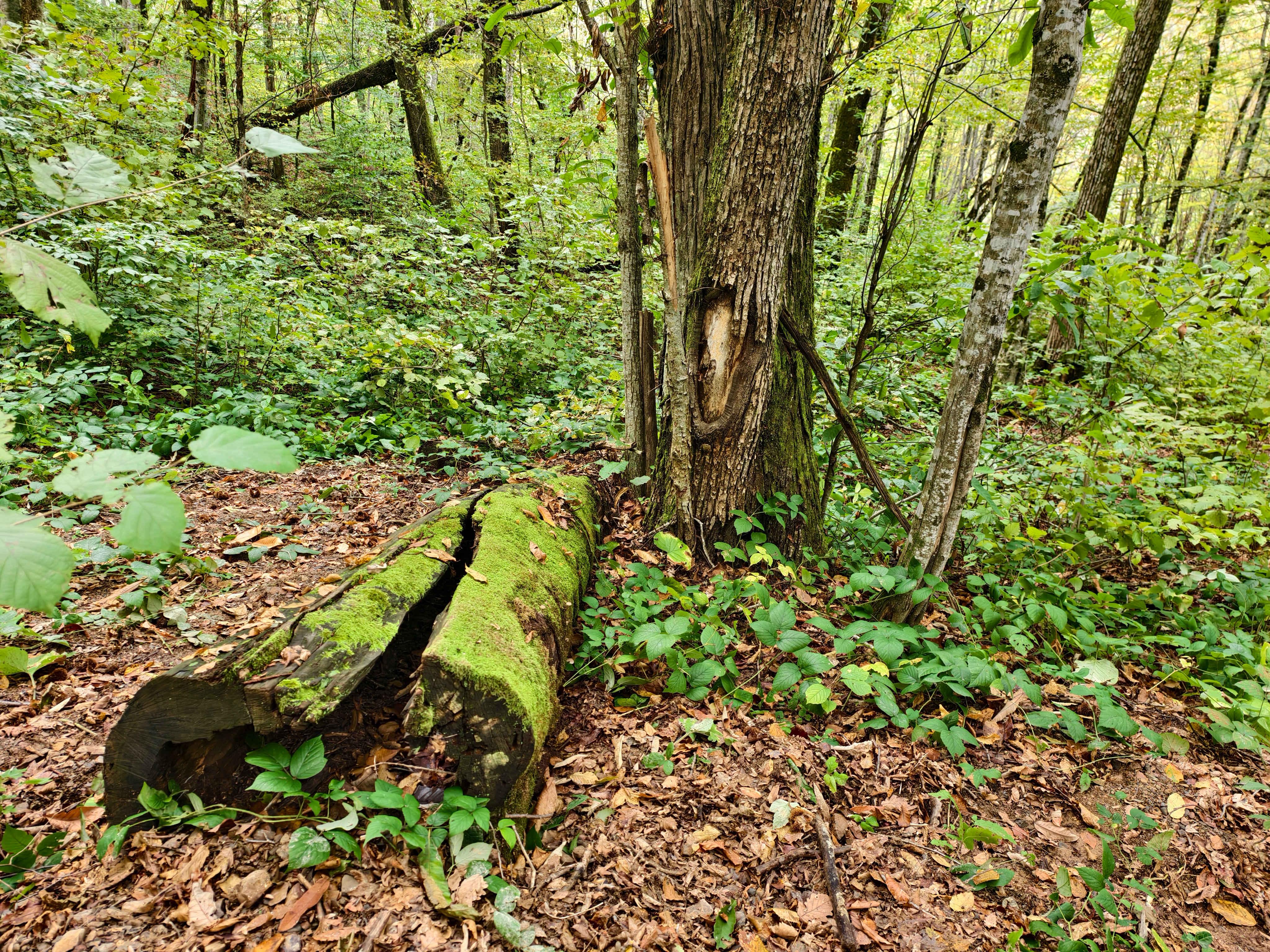 Каштаны Чилипси