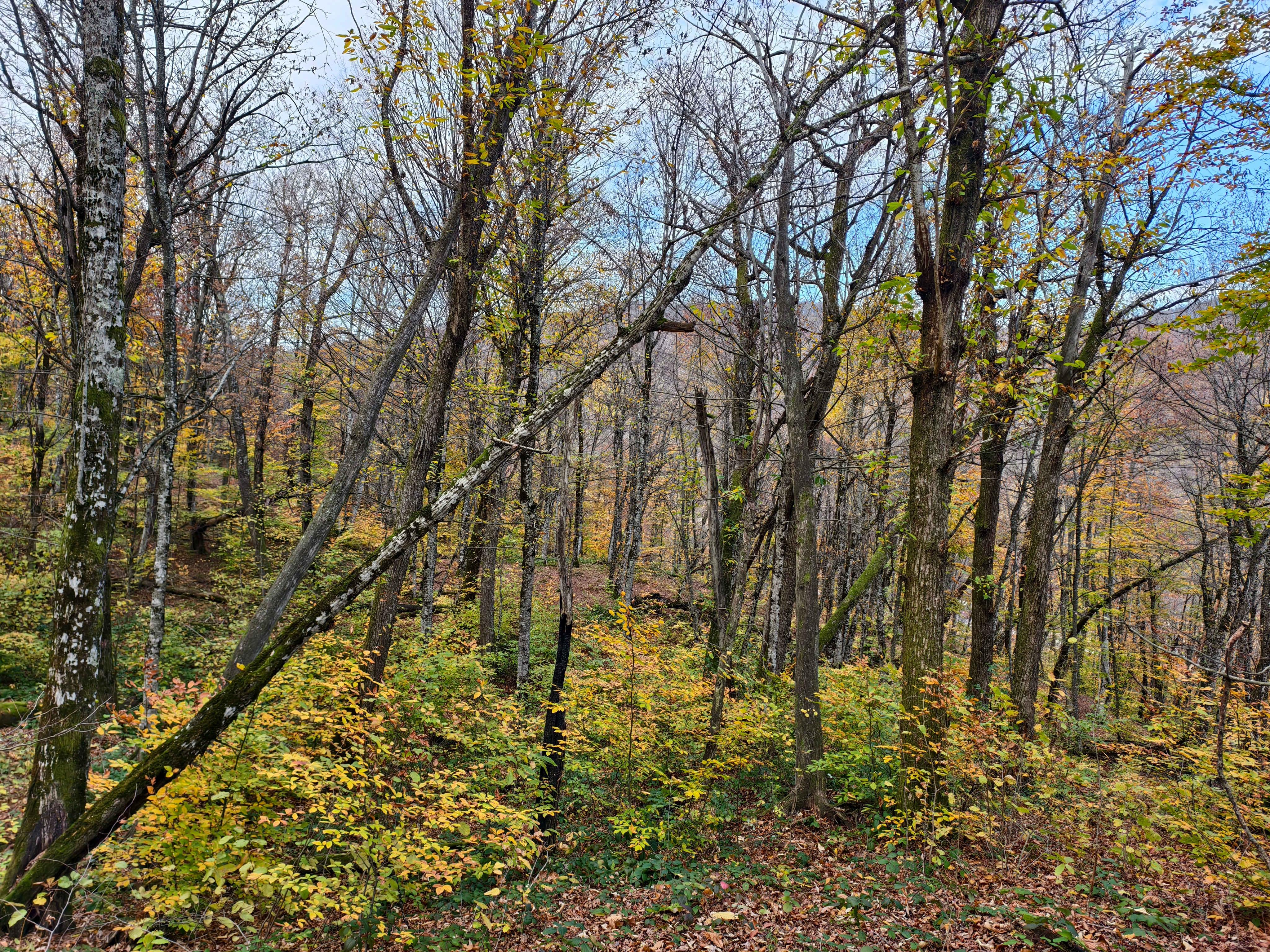 Лес Туапсинского района в начале ноября