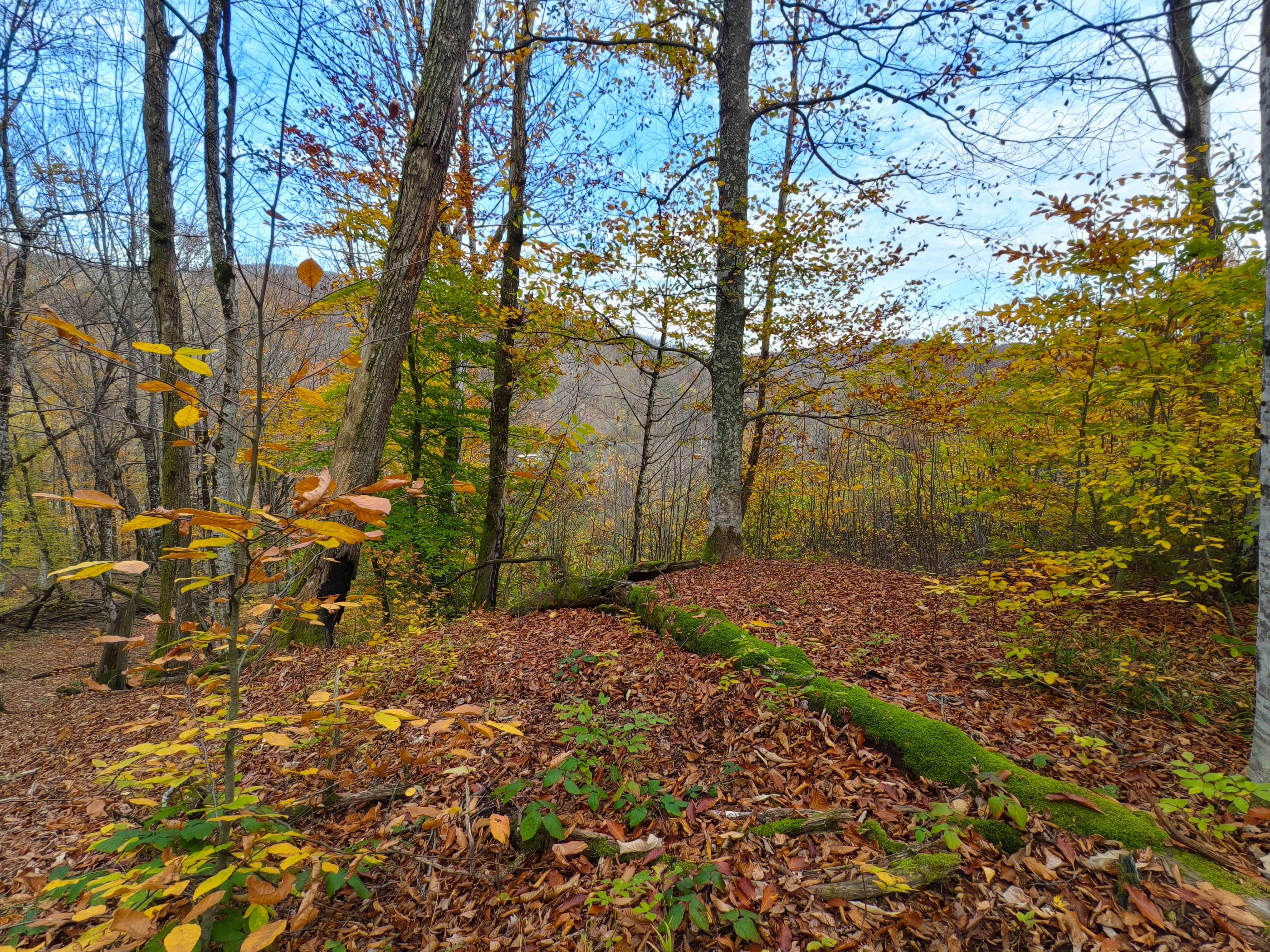 Чилипси в ноябре, осенний лес