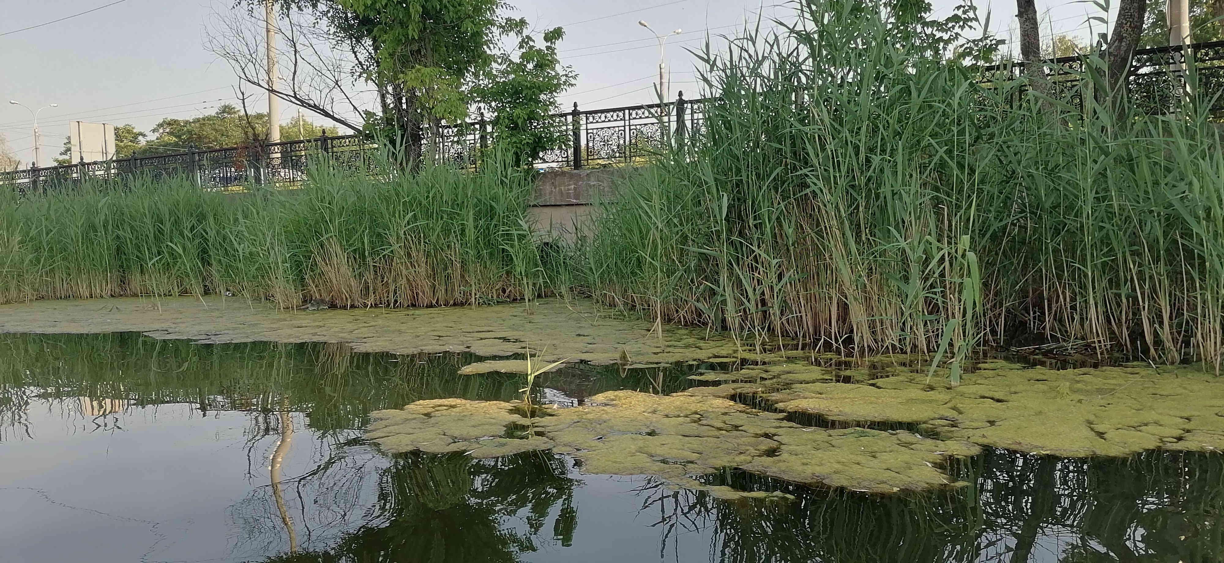 Набережная по ул. Артёма, в камышах виден новый сток воды через круглое отверстие в бетоне