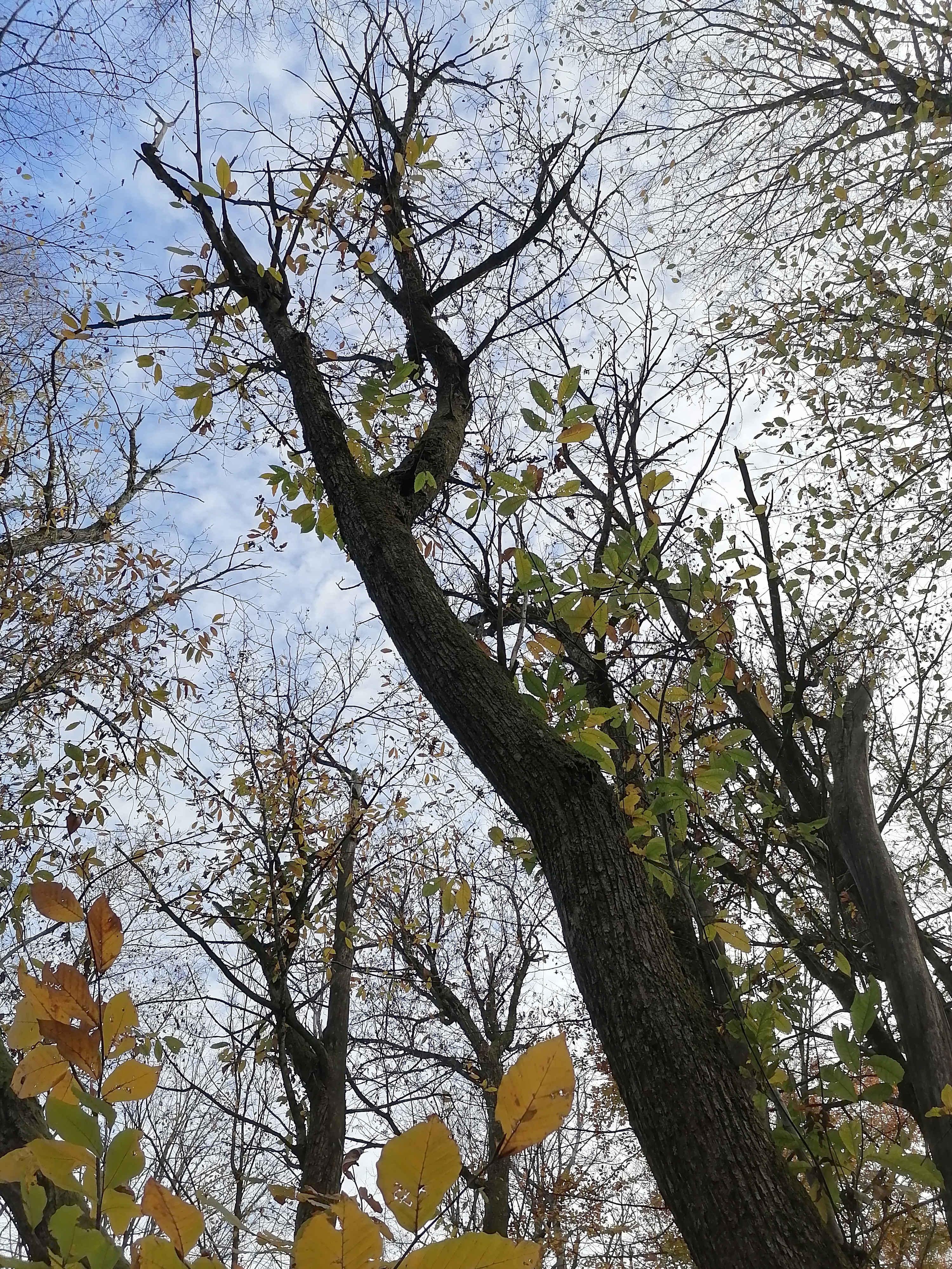 Дерево каштана съедобного