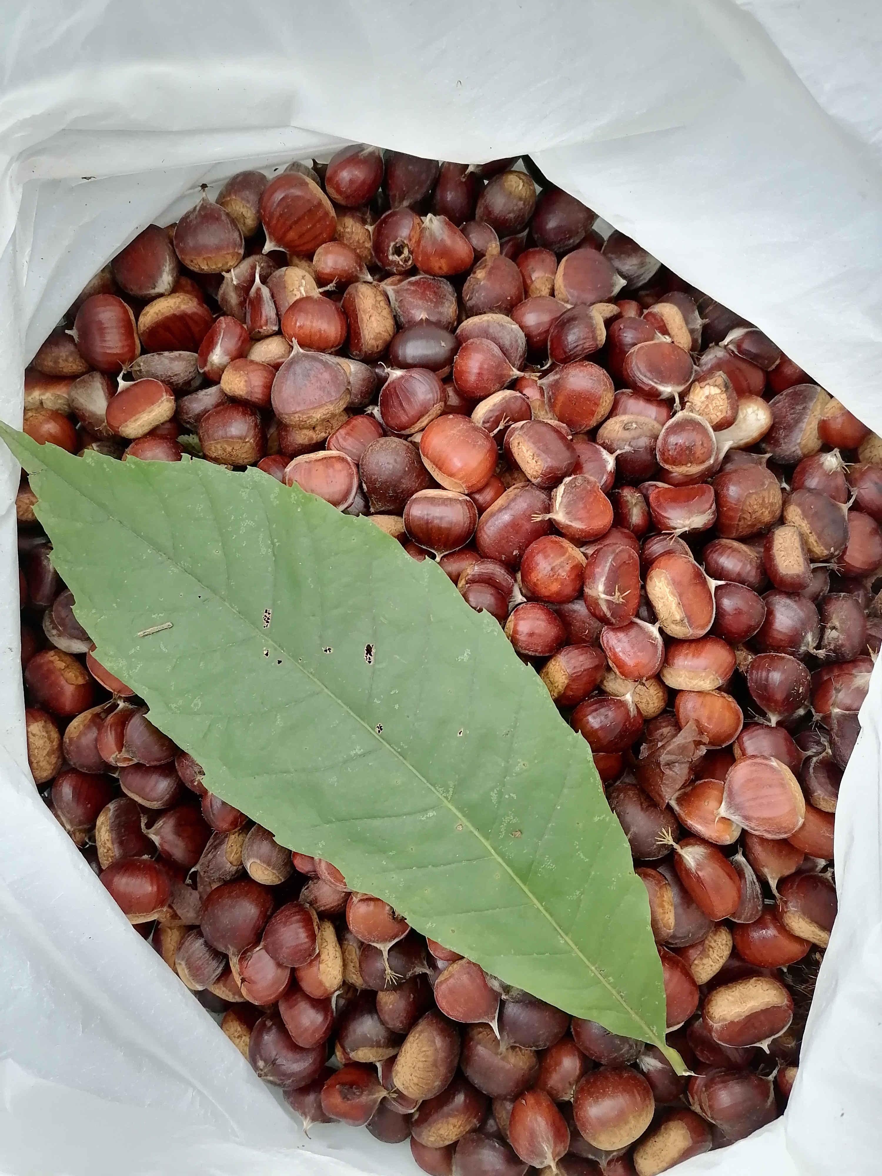 Плоды и листья каштана съедобного