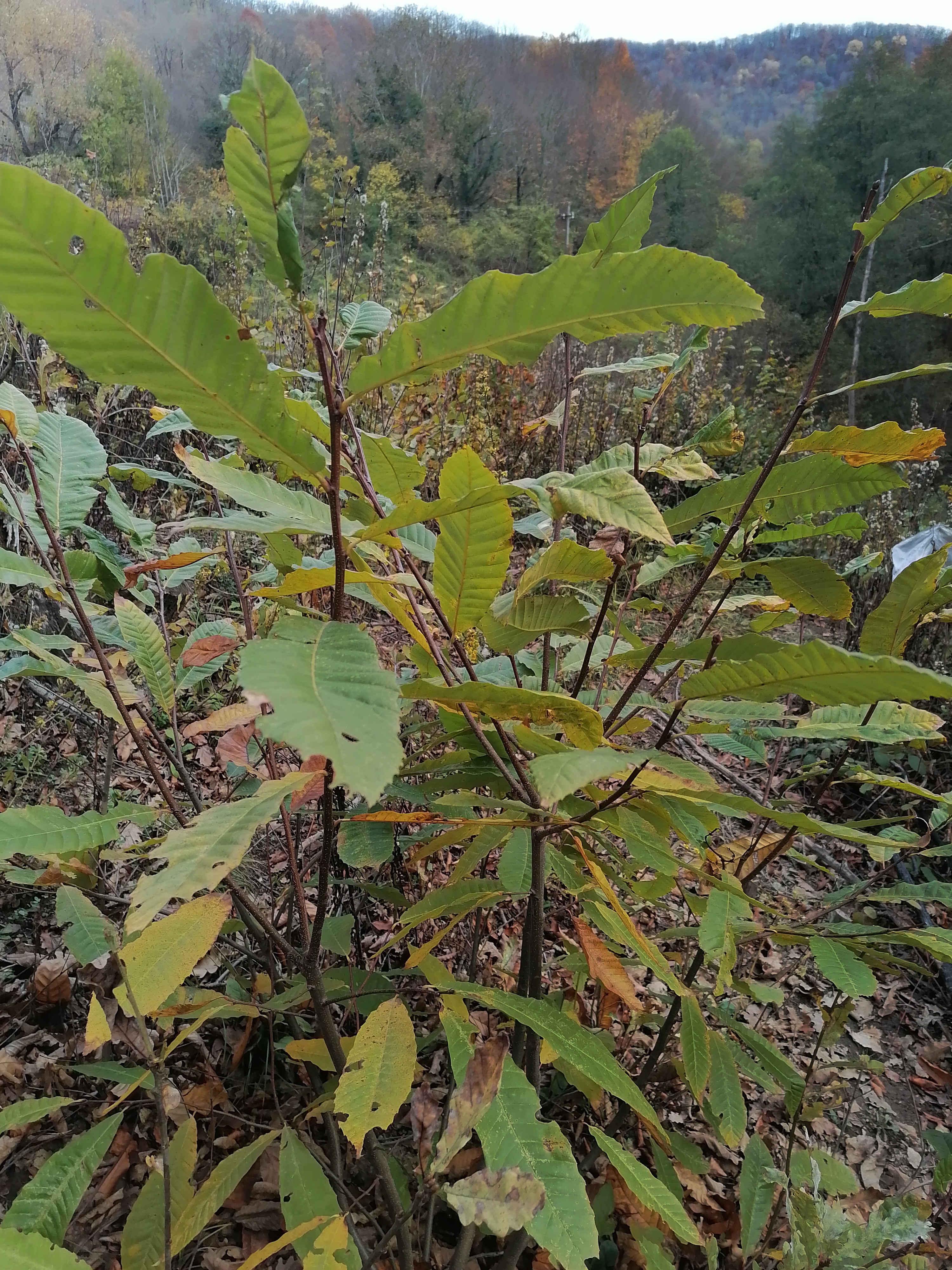 Деревце молодого каштана съедобного