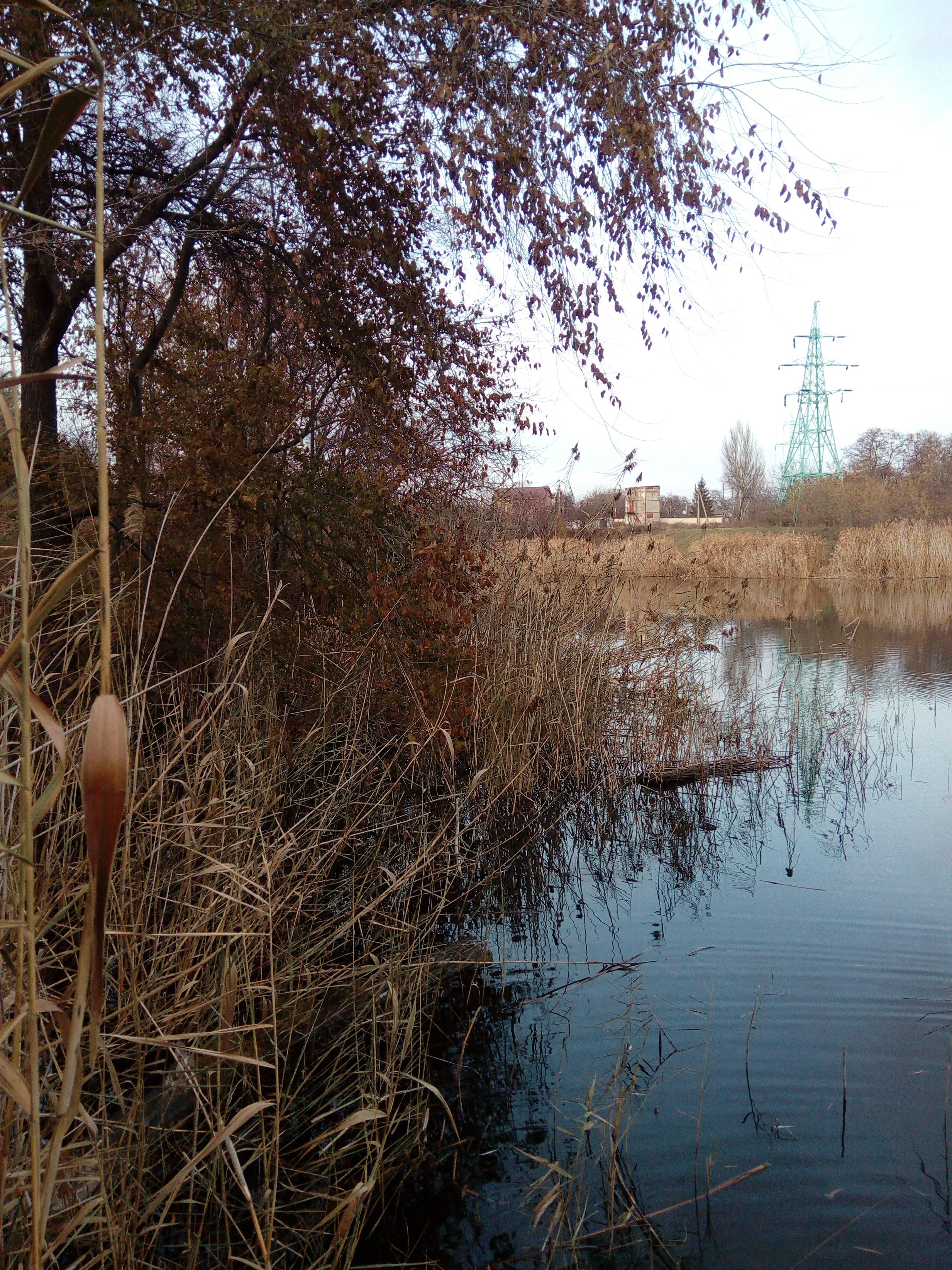 Вид на заводь Лиса (Игоря), северная заводь Ветковского ставка