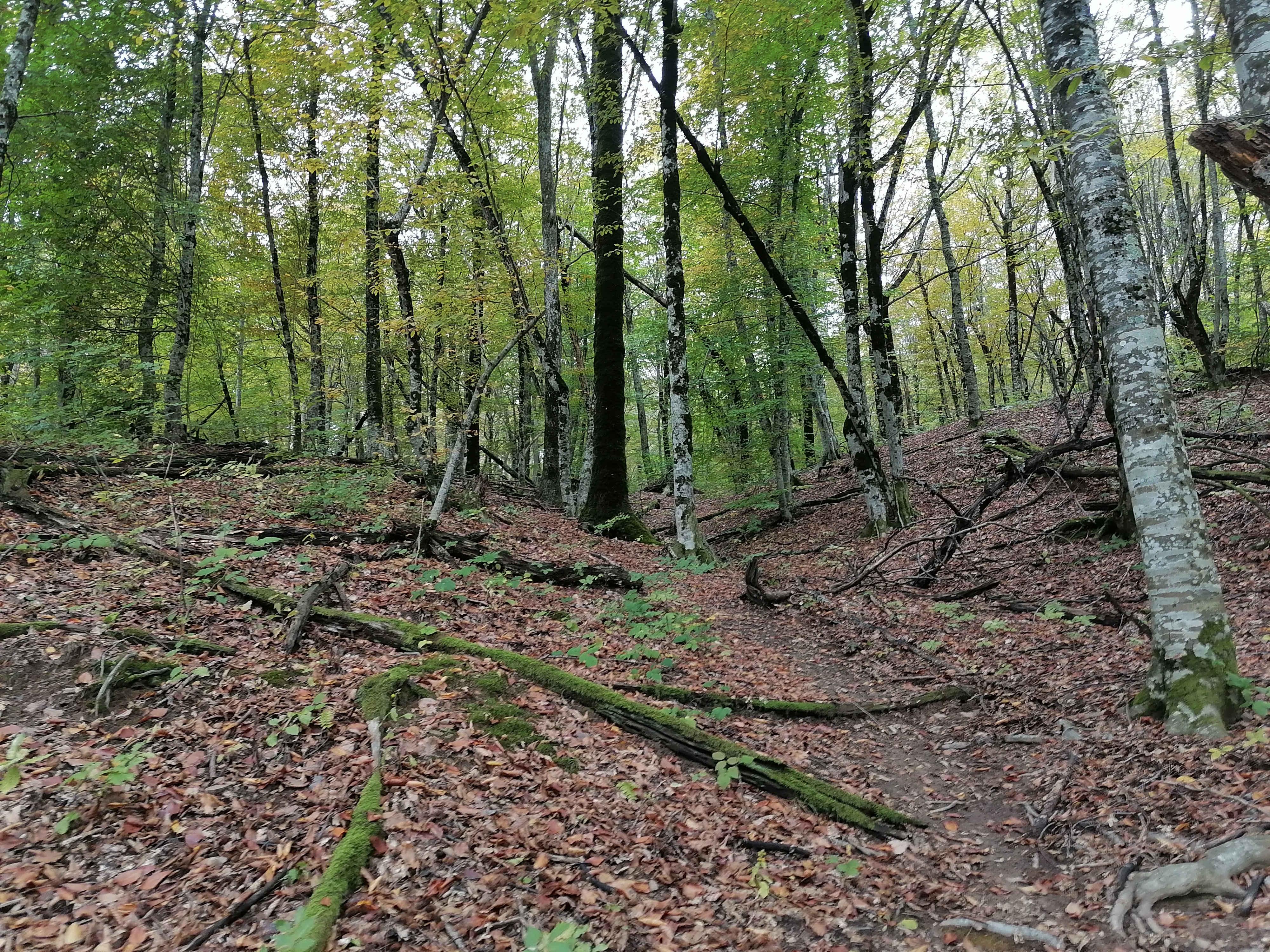 Смешанный буково-каштановый лес, отроги горы Лысая