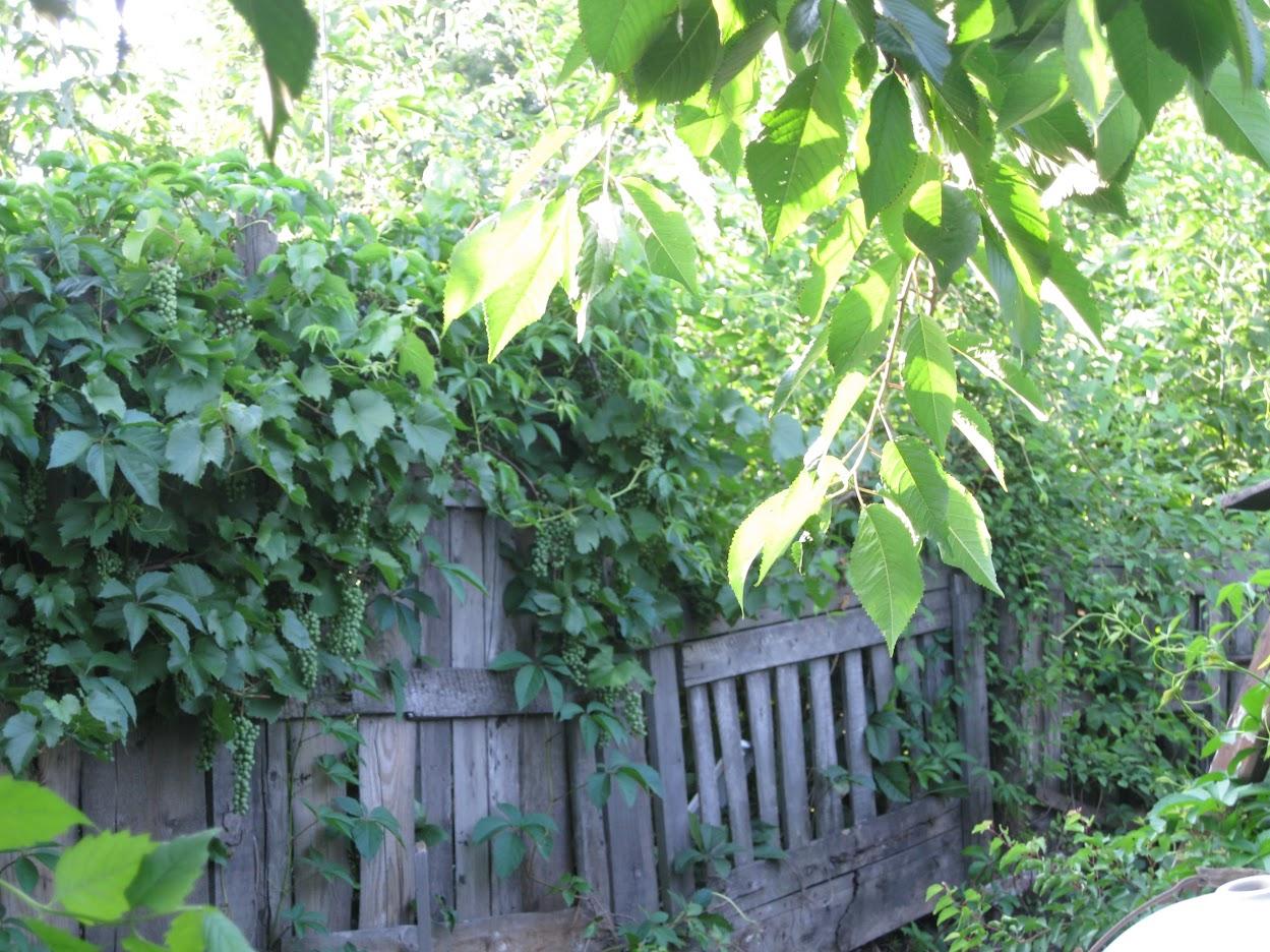 забор соседа, за которым был склад найденного в процессе контрольного сбора