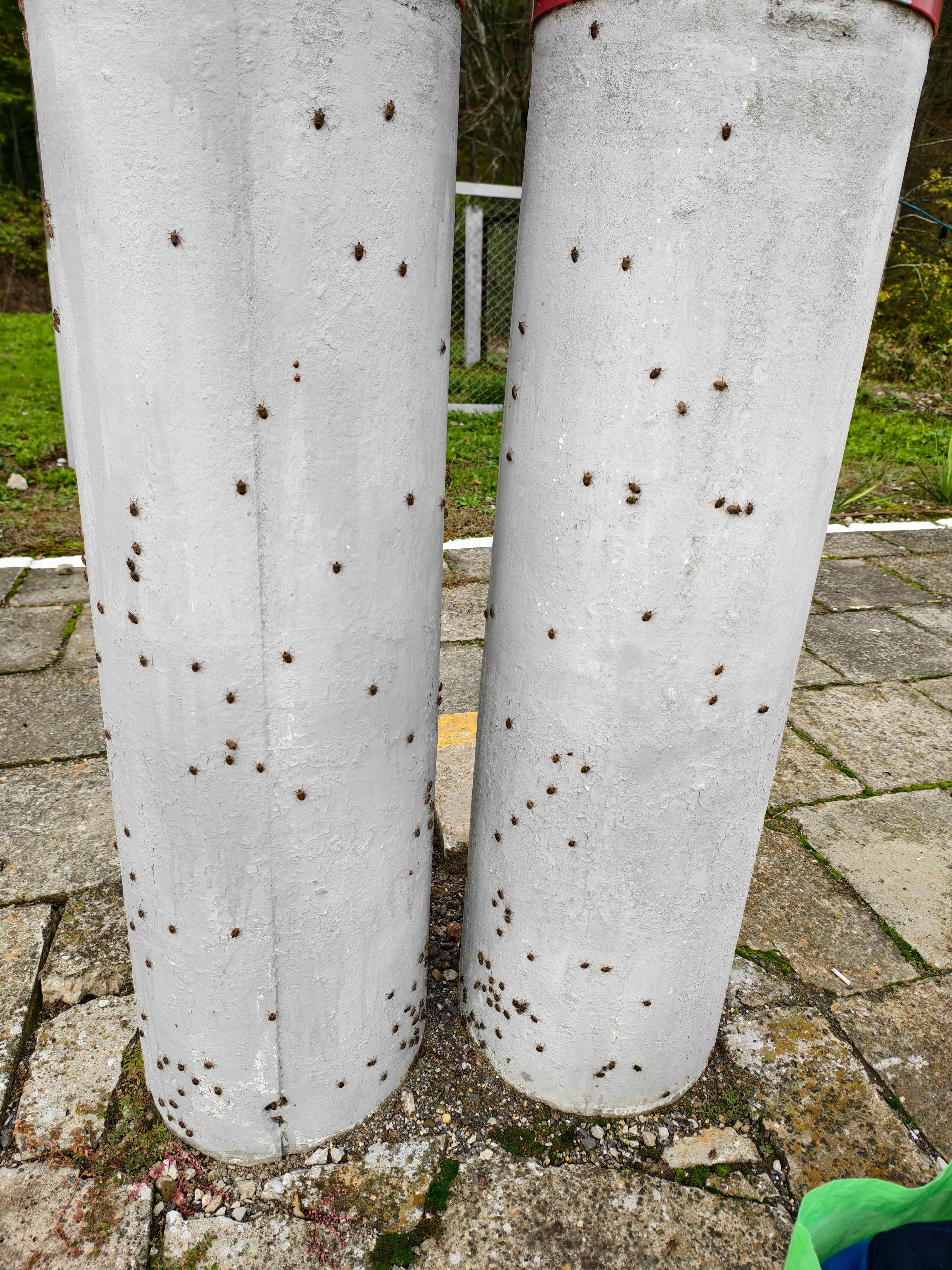 Сезонное нашествие мраморного клопа вонючки