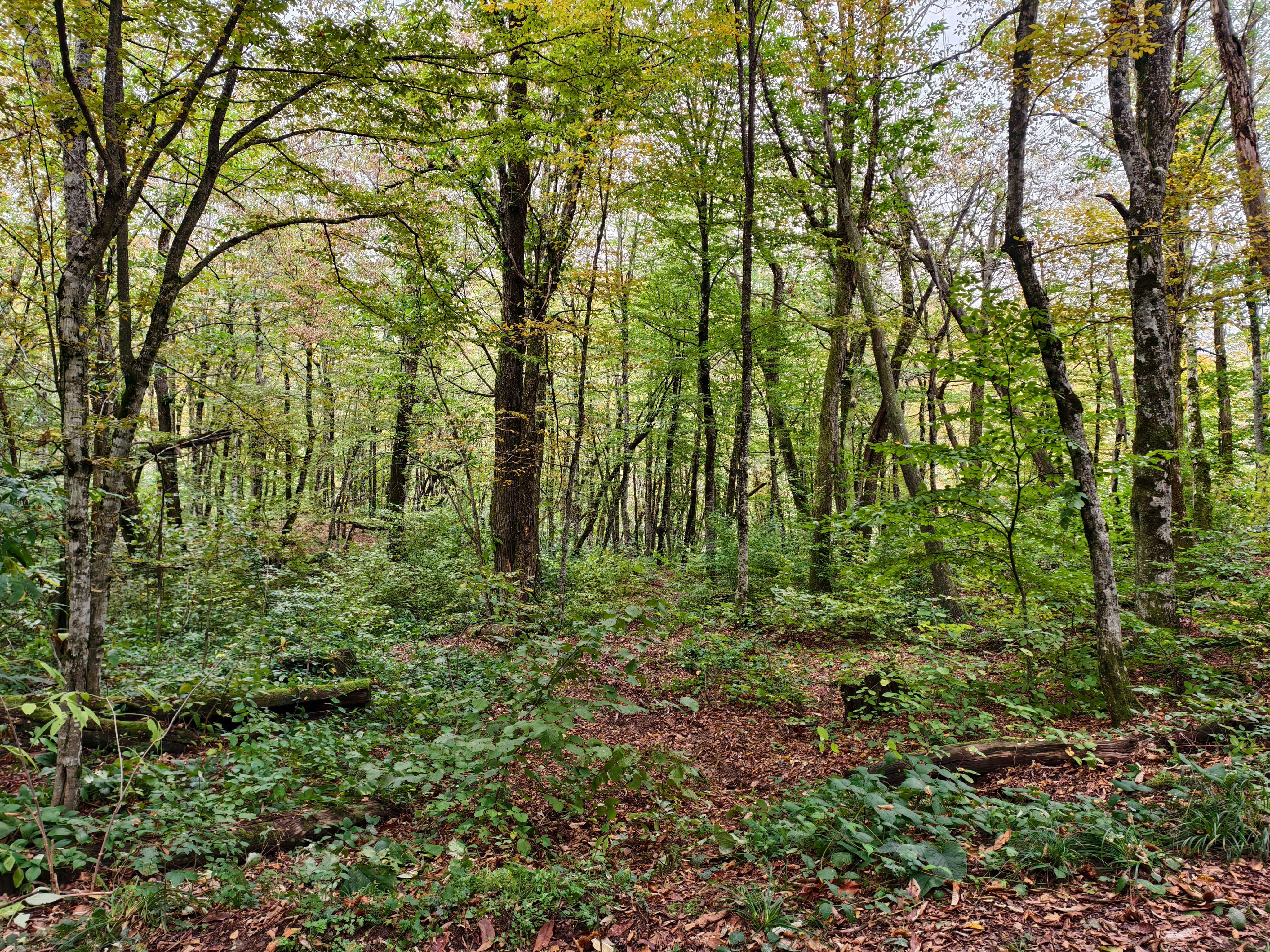 Лес в окрестностях разъезда Чилипси