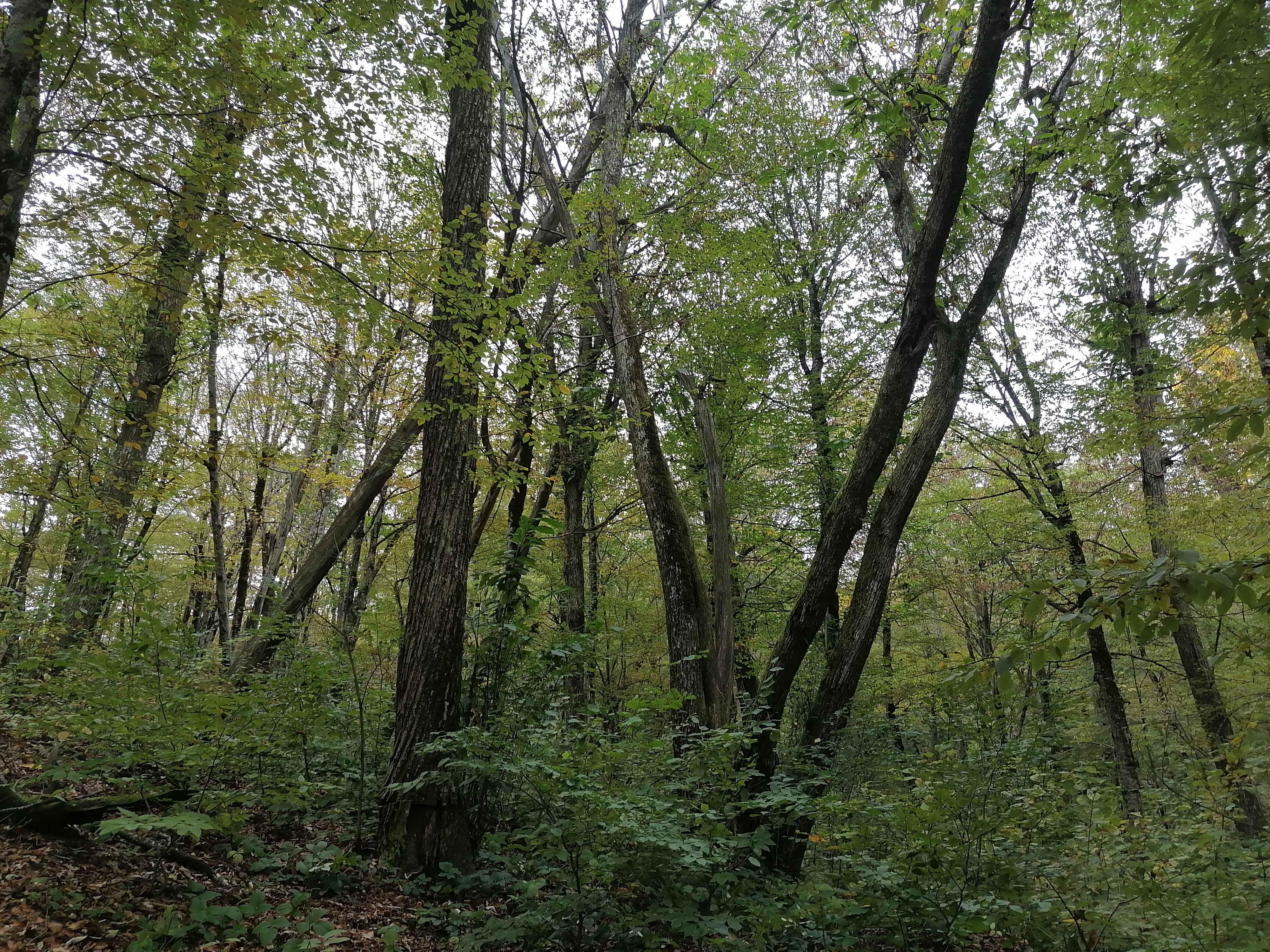 В осеннем лесу