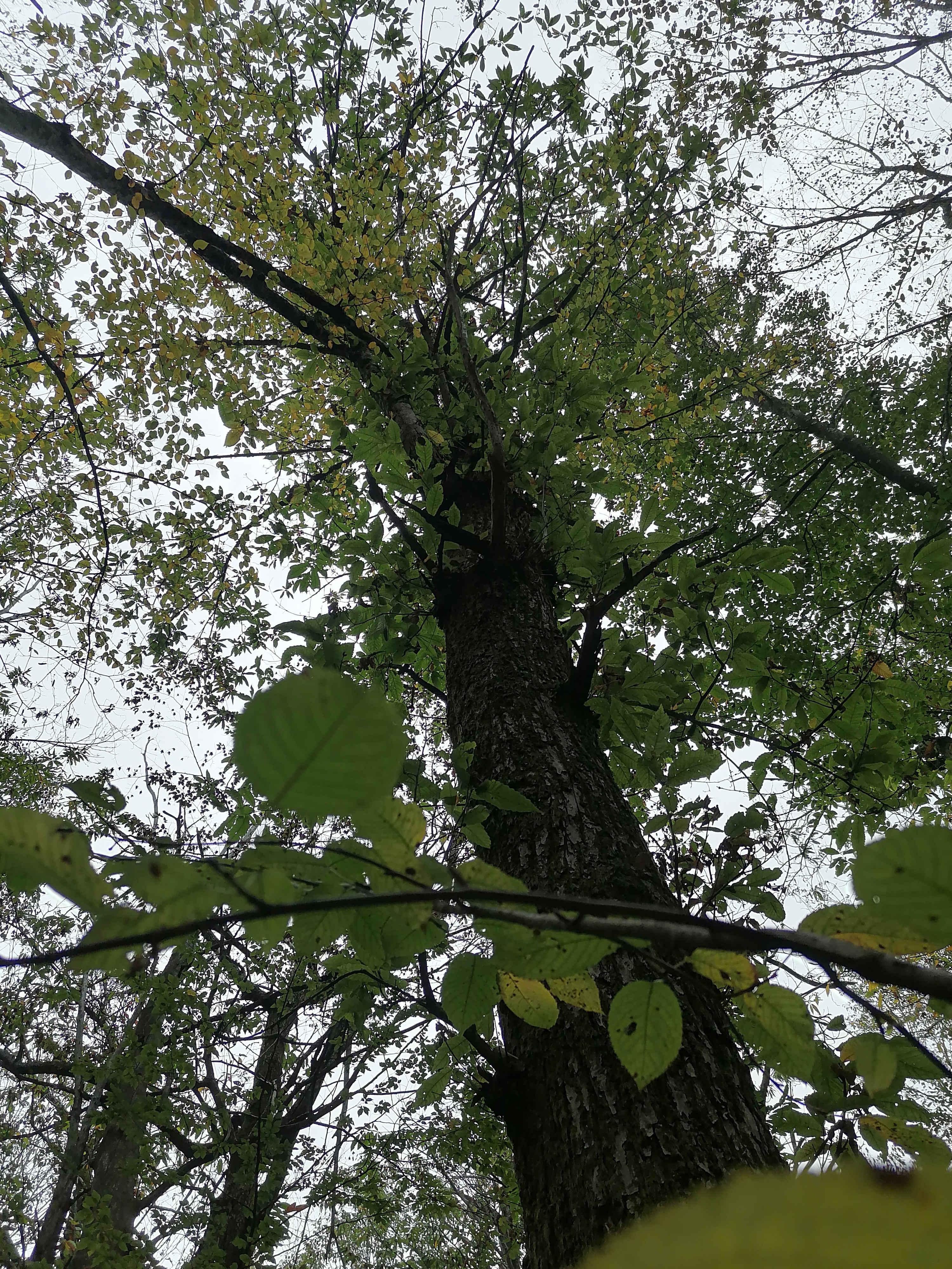 Взрослое дерево каштана посевного (съедобного)