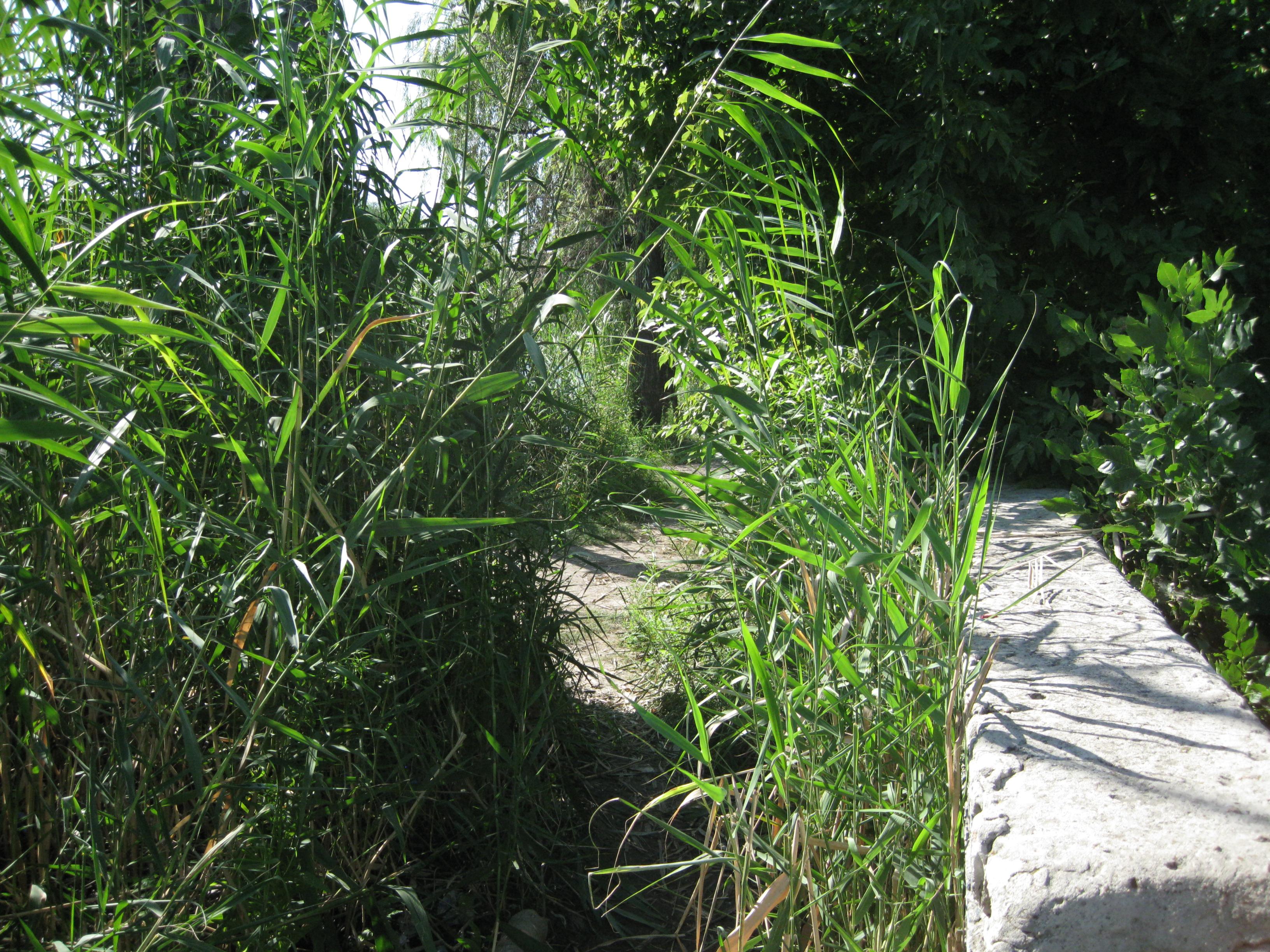 Подпорная стенка на пляже северного берега, окрестности улицы Тихая