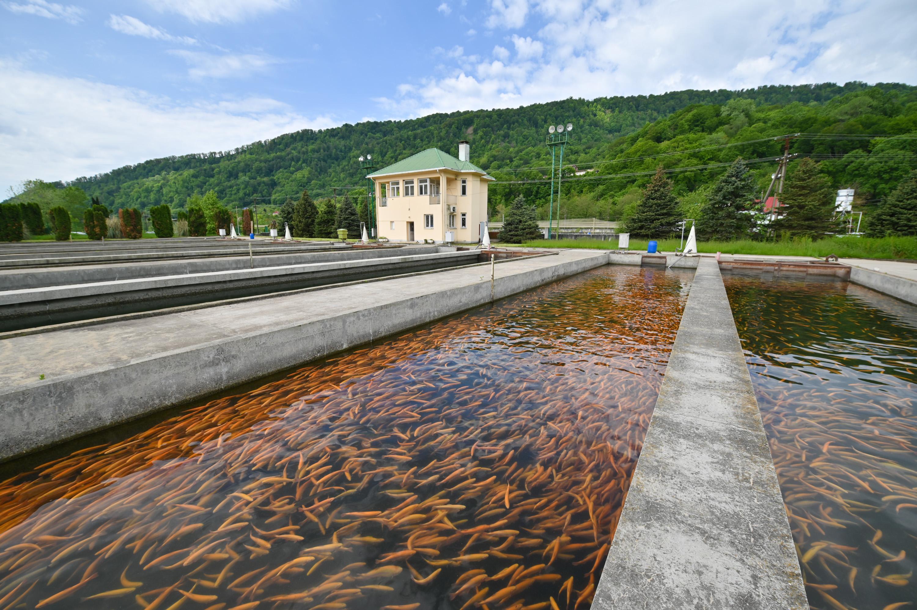 Ривьерский мост