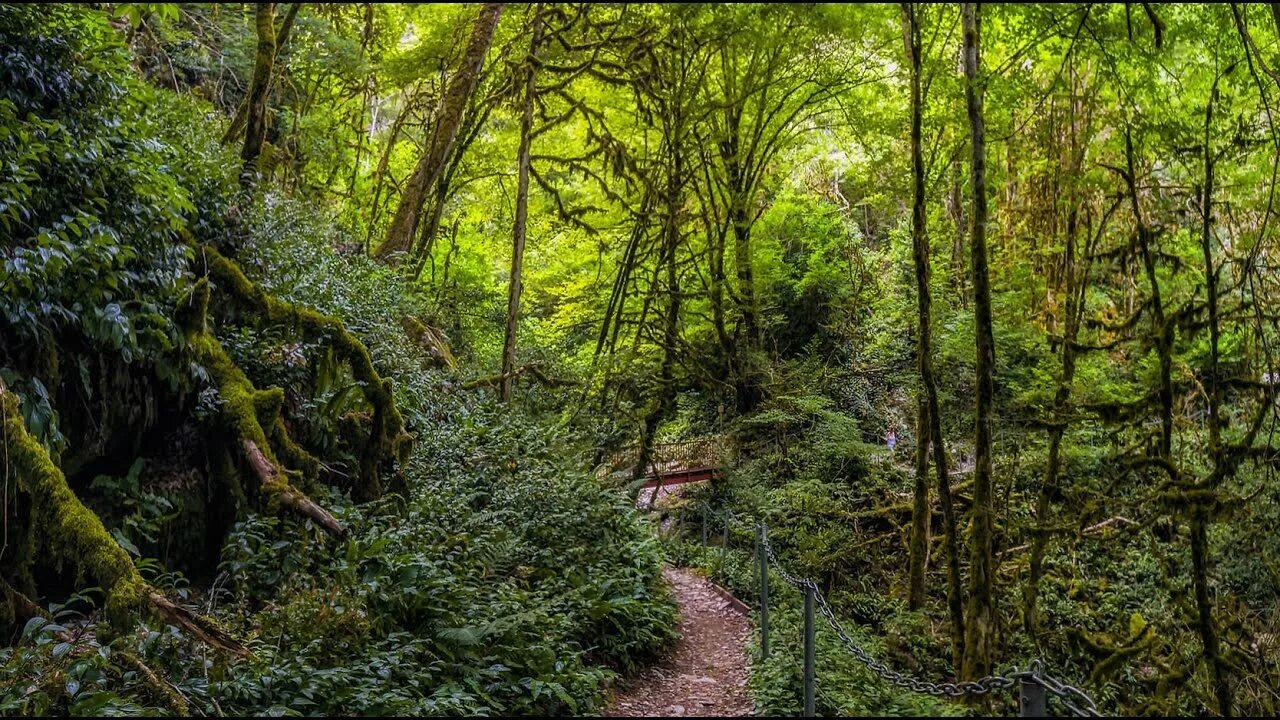 Тисо-самшитовая роща