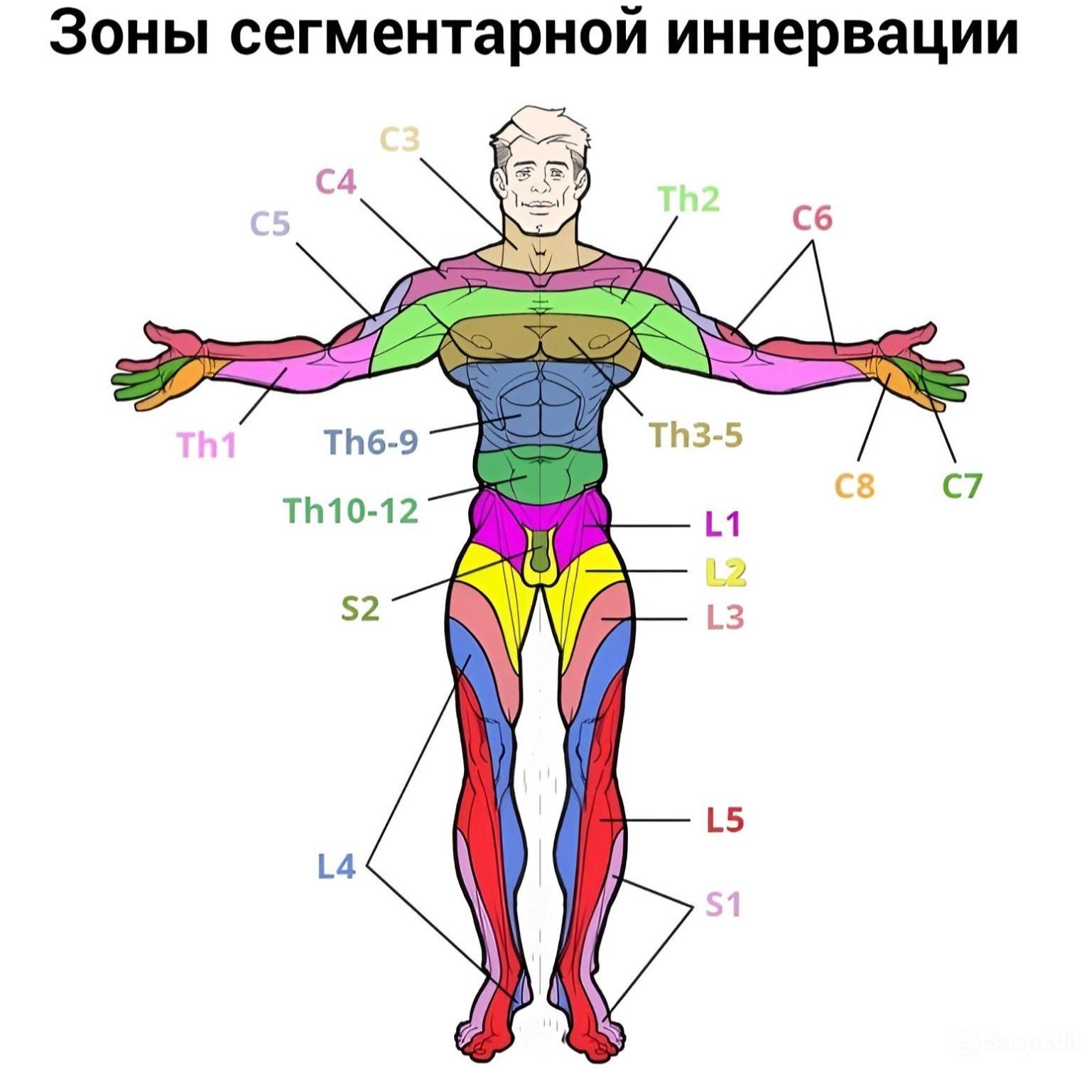 Иннервация фронтальная