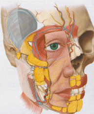 Сосудистая анатомия носогубной области