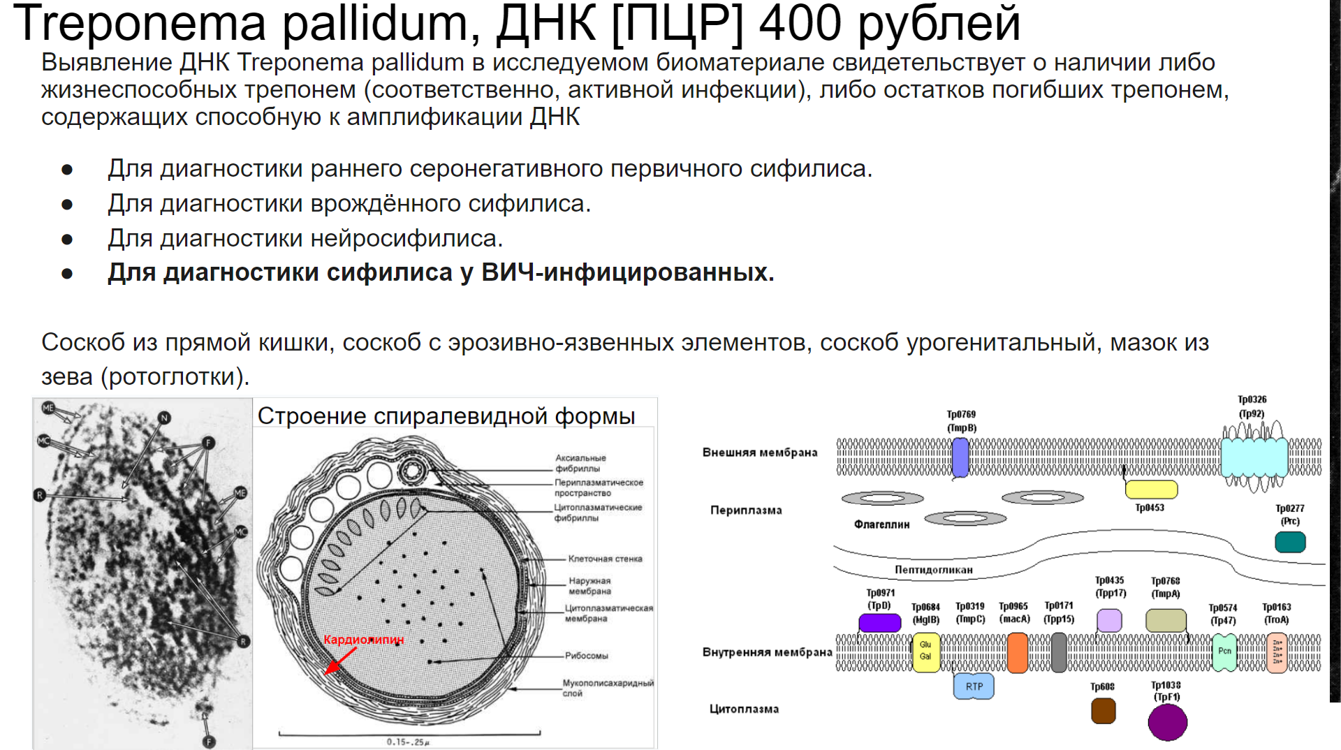 ПЦР на сифилис, строение бледной трепонемы