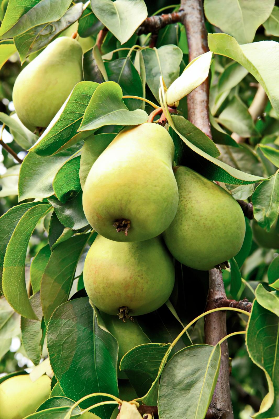 goods image