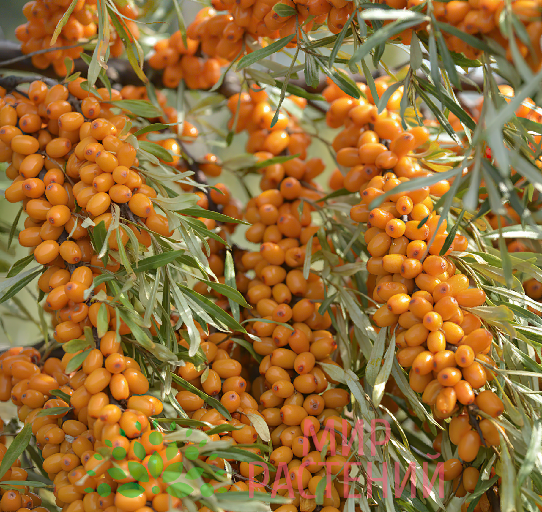 goods image