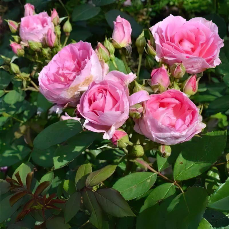 goods image