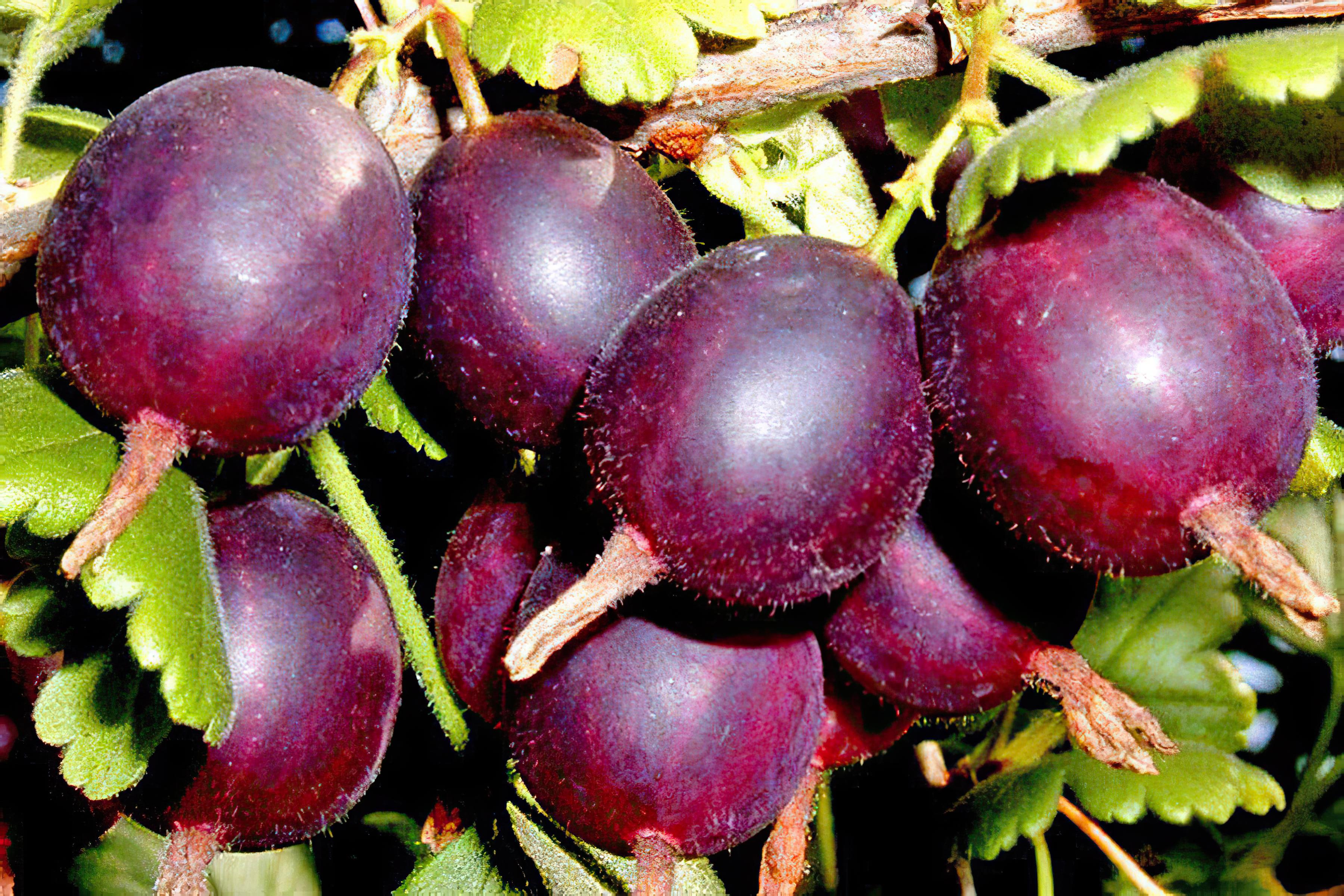 goods image
