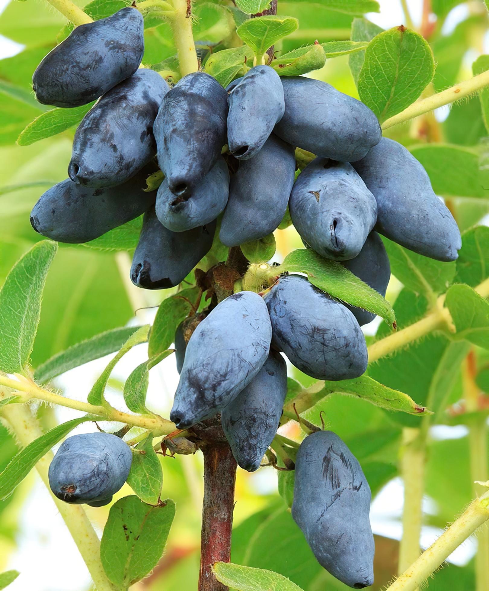 goods image