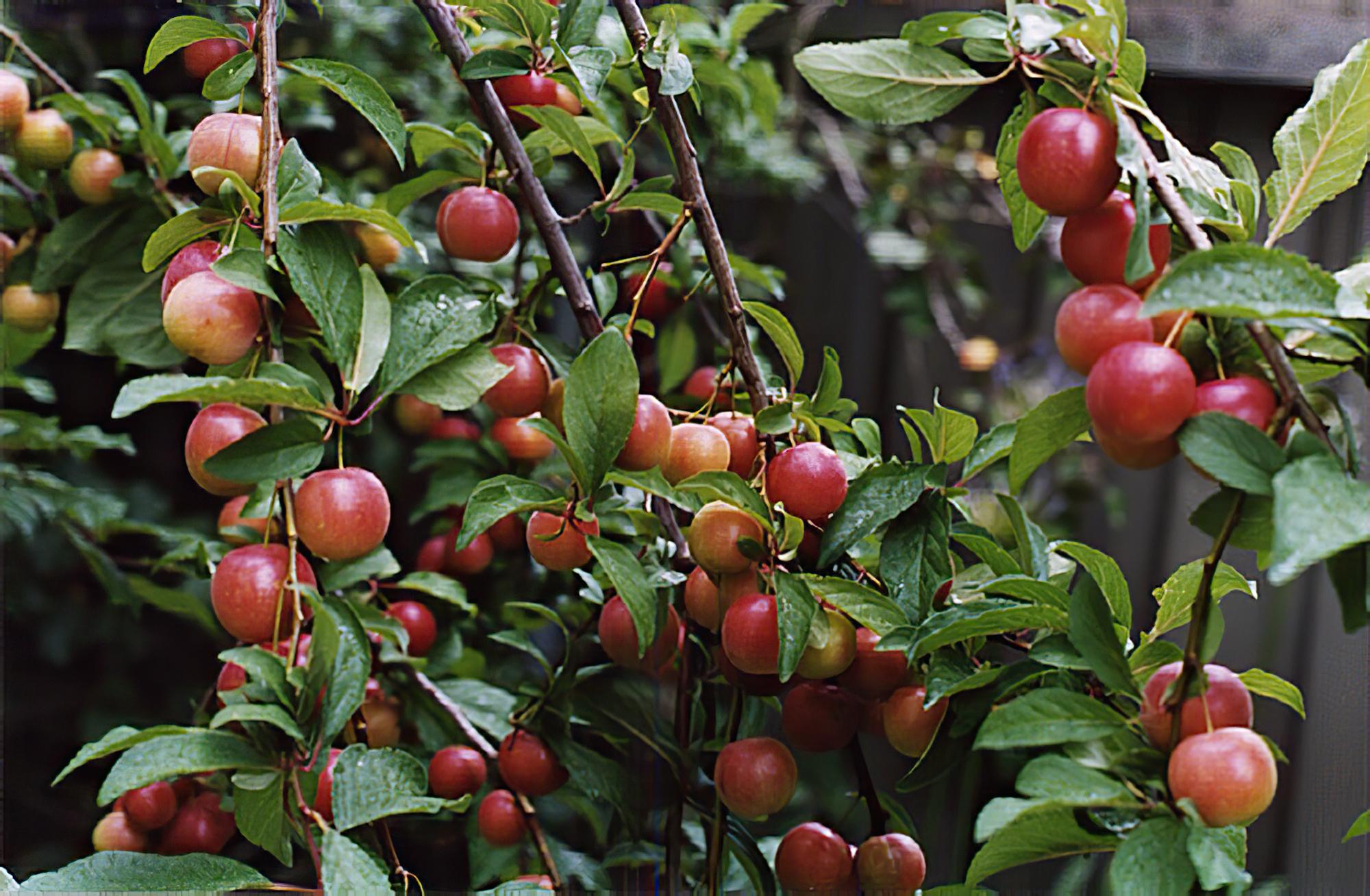 goods image
