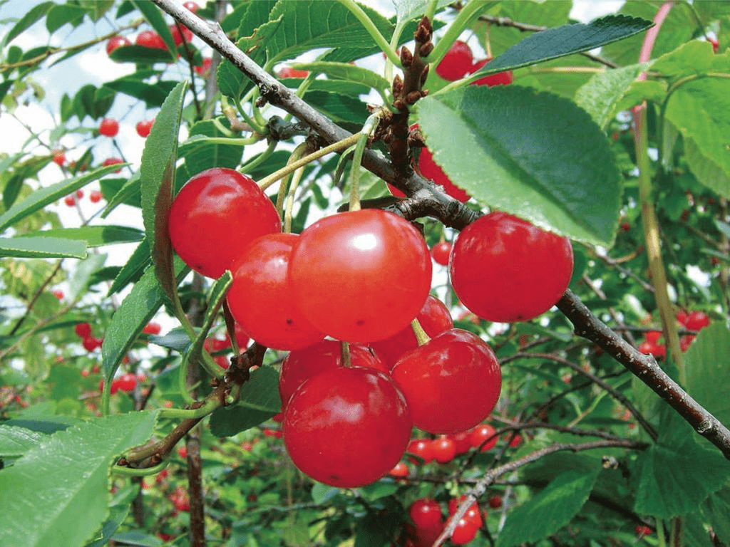 goods image